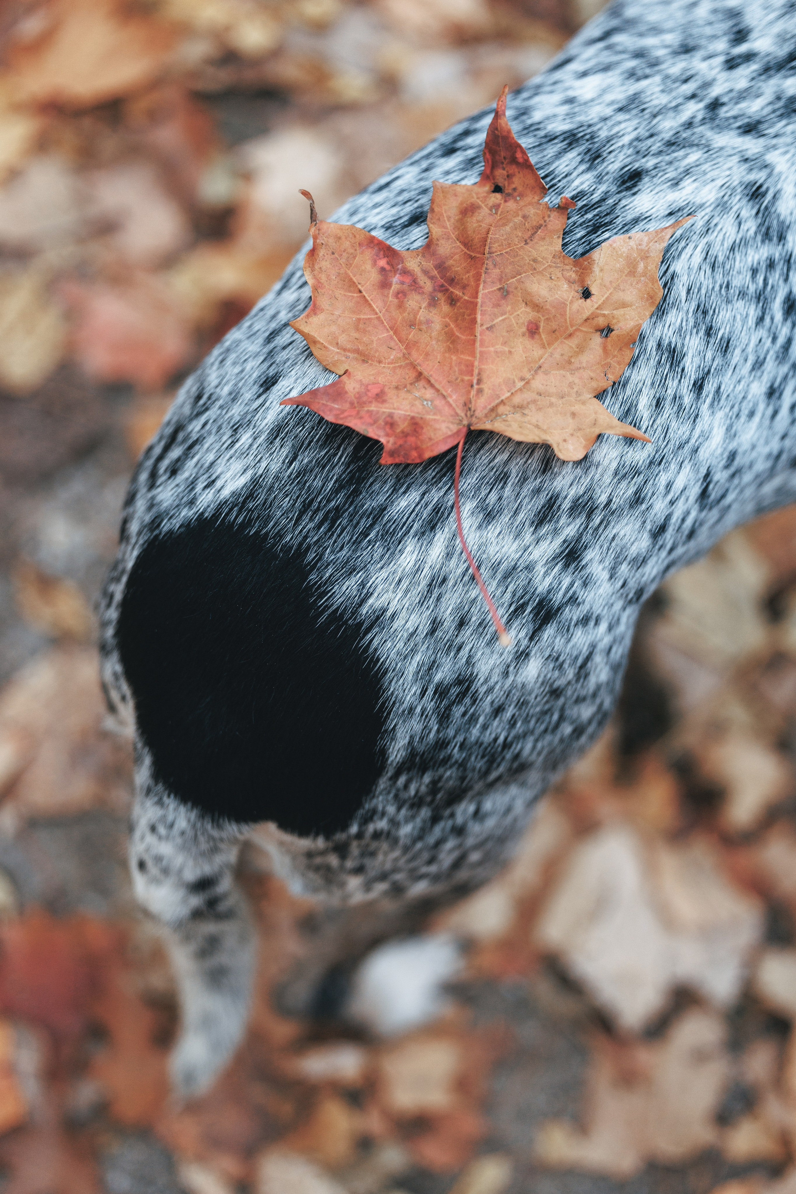 Racer & Delly. Pet Photographer Viktoriya Aleshenko