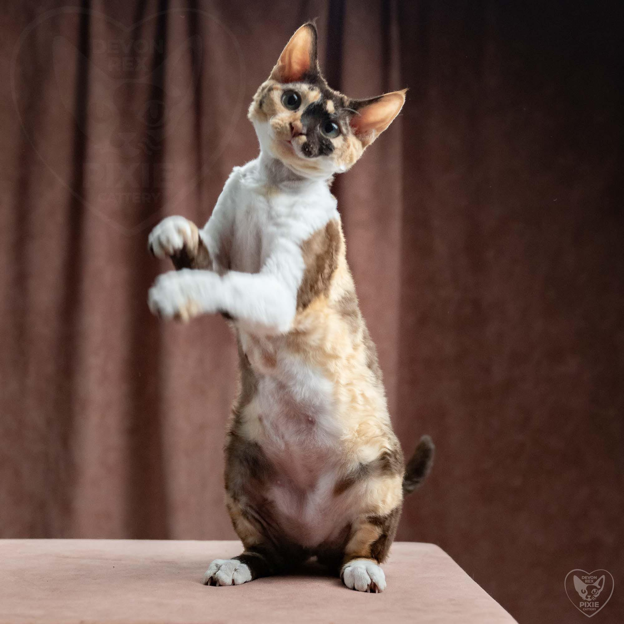 Malvina. Devon Rex Pixie Cattery