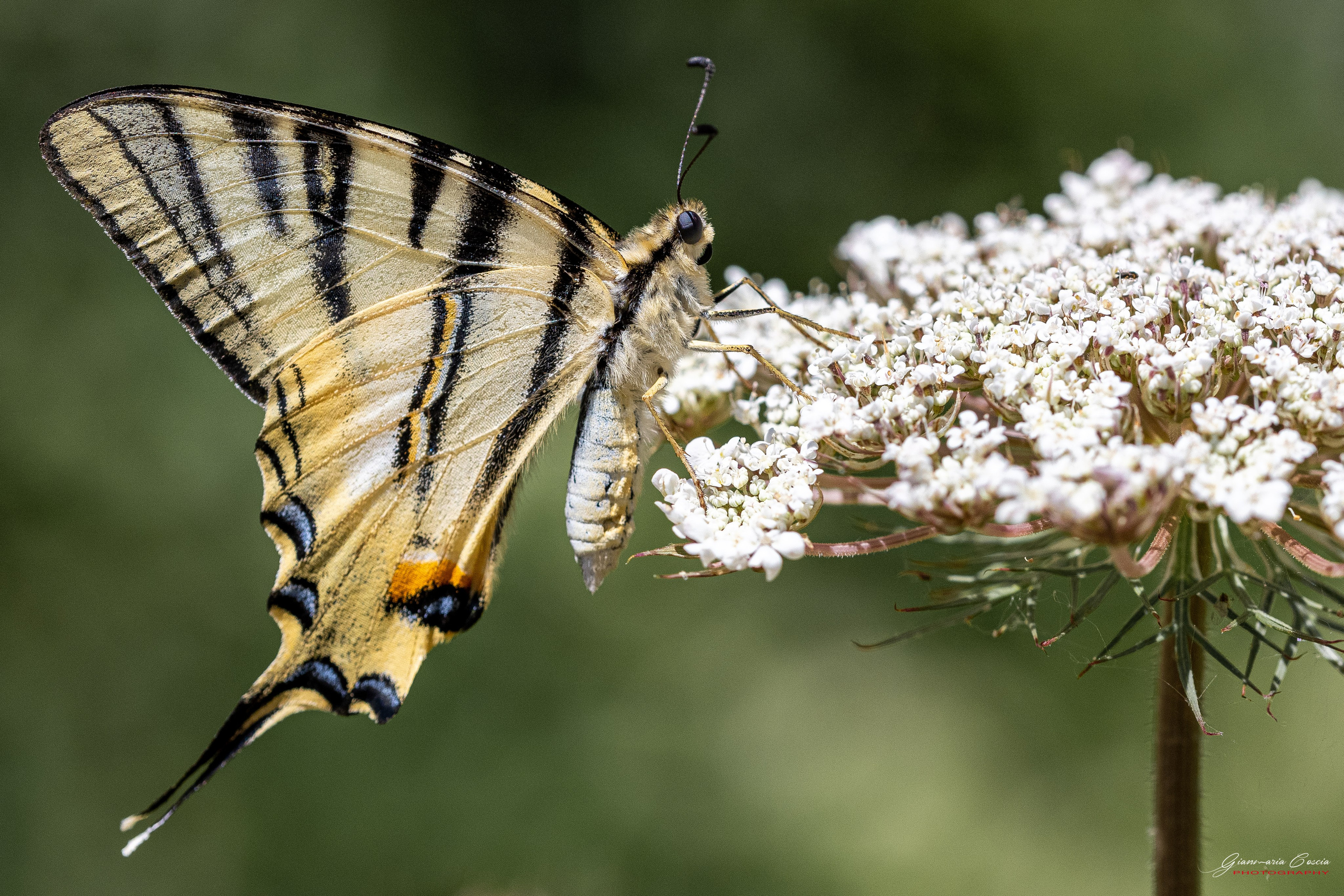 Farfalle. “Gianmaria Coscia fotografo per passione”