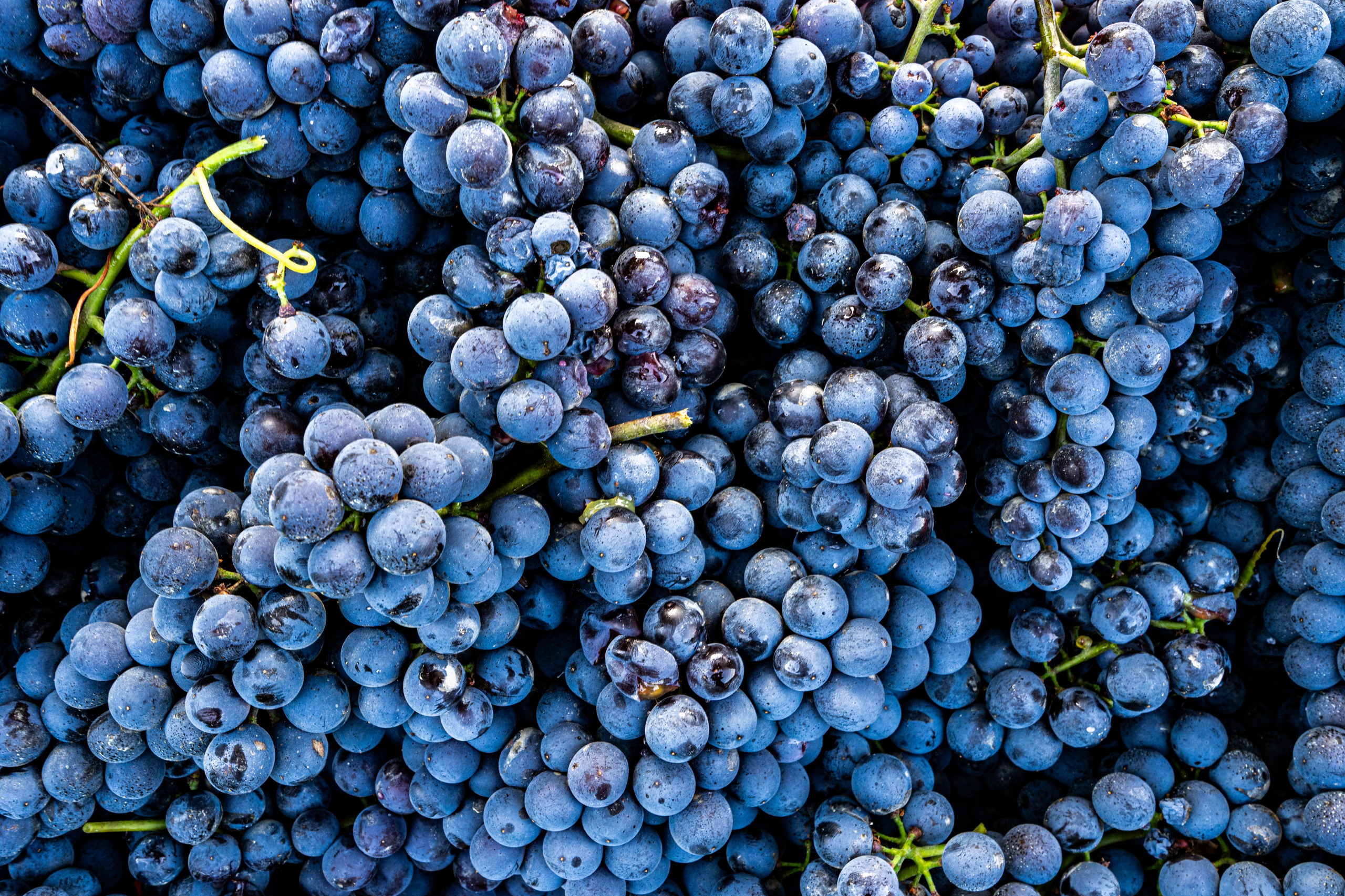 Cantine Boasso Serralunga. “Gianmaria Coscia fotografo per passione”
