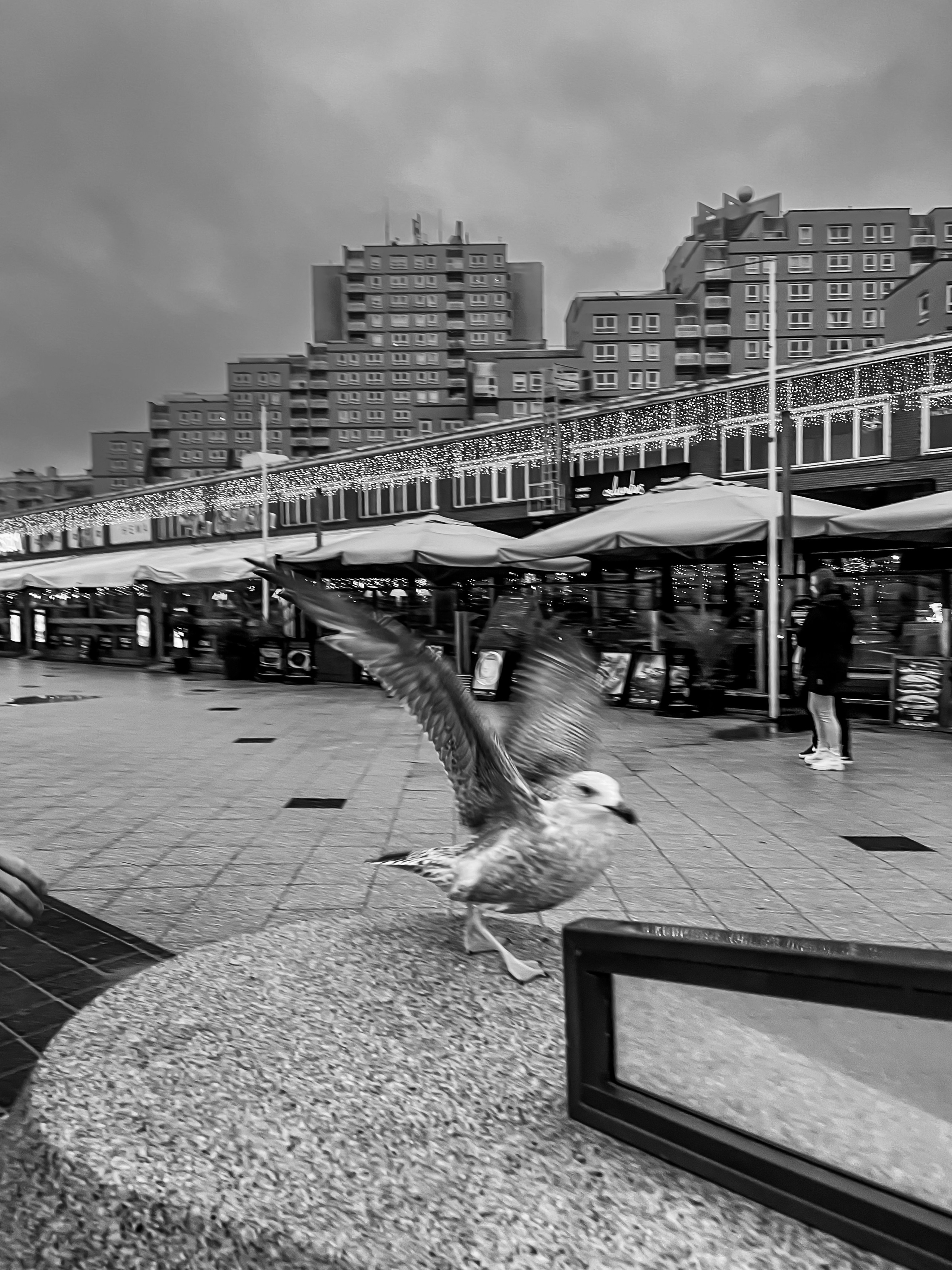 Christmas Magic in The Hague & Rotterdam — A Short Winter Escape. Wedding Stories — Professional Wedding Photography & Videography in Germany, Italy, Spain & all across Europe