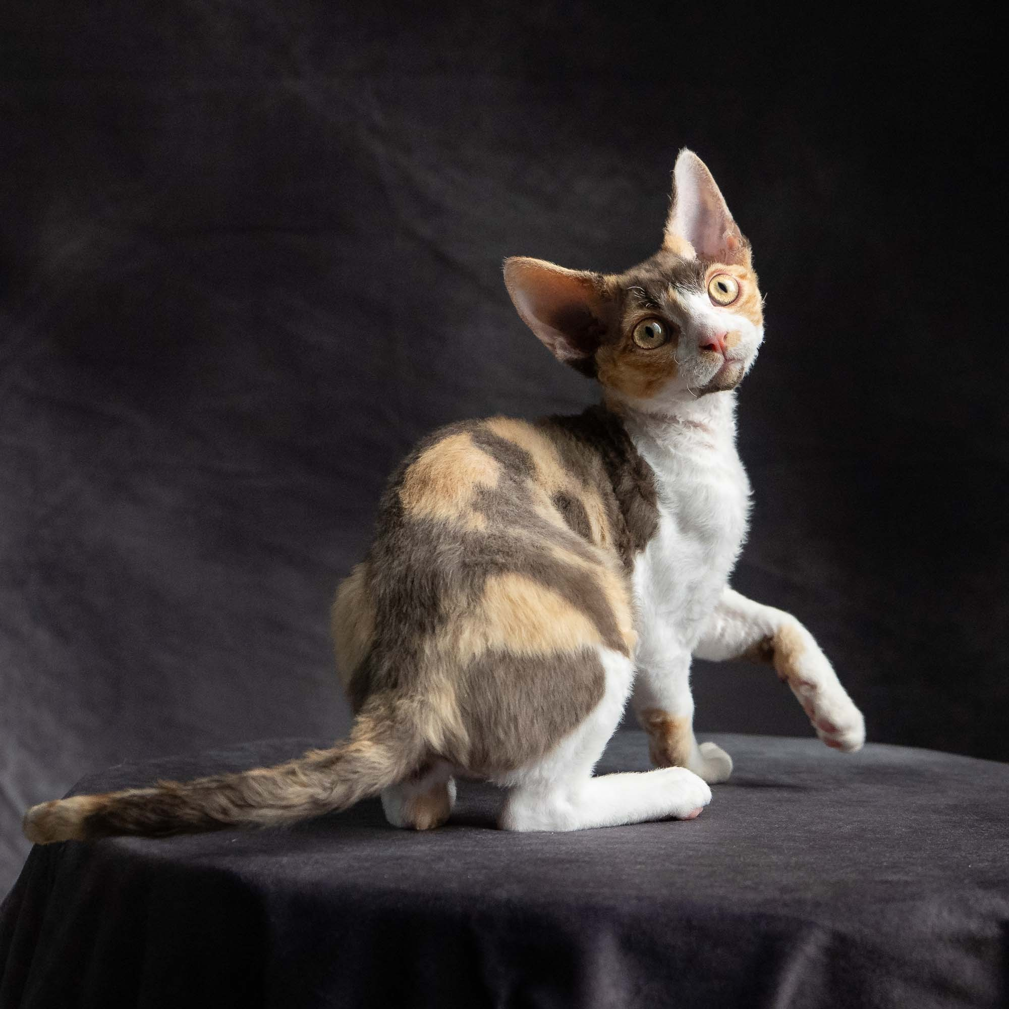 Dixie, girl, born on 06.06.24 SOLD. Devon Rex Pixie Cattery
