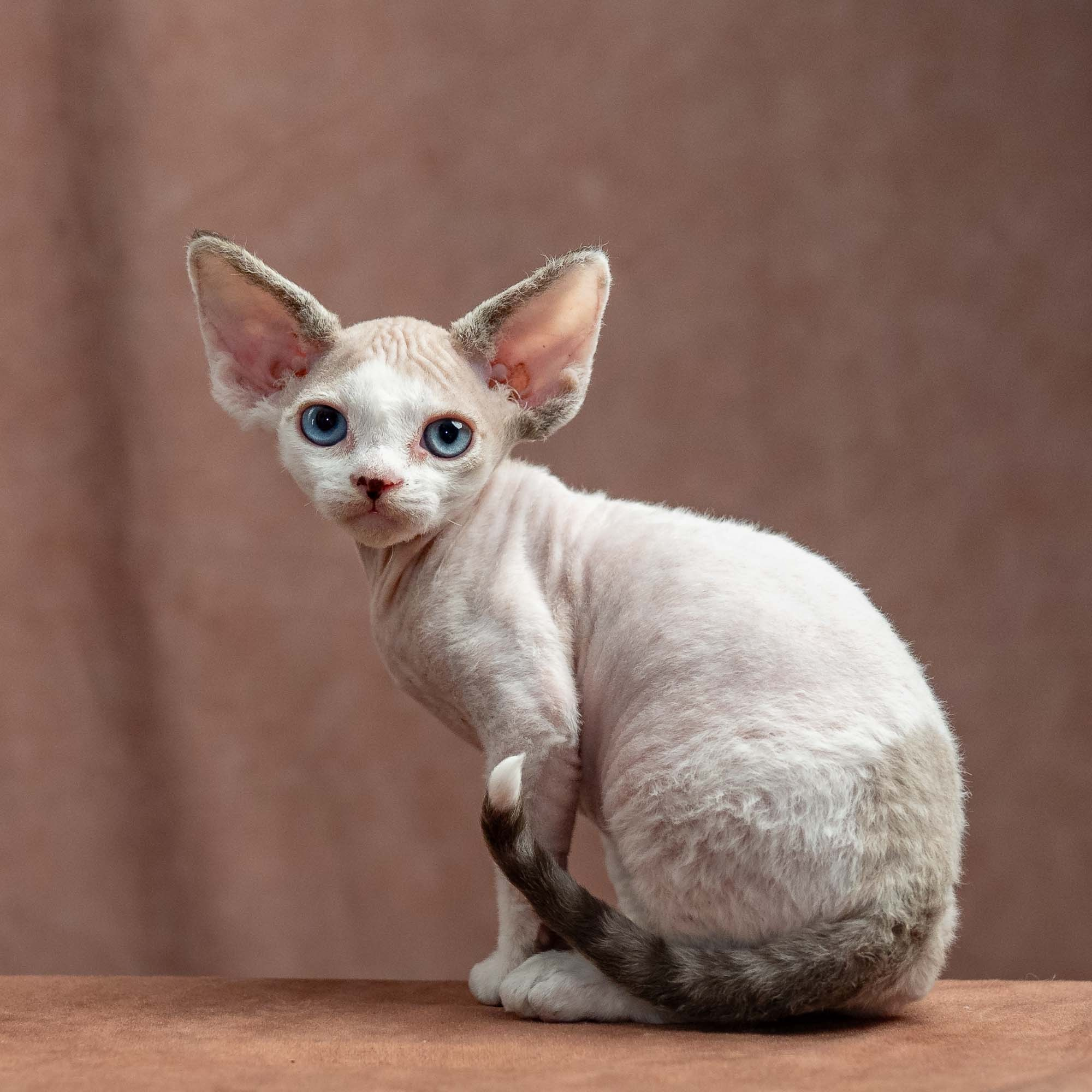Frosttip, boy, born on 01.01.25. Devon Rex Pixie Cattery