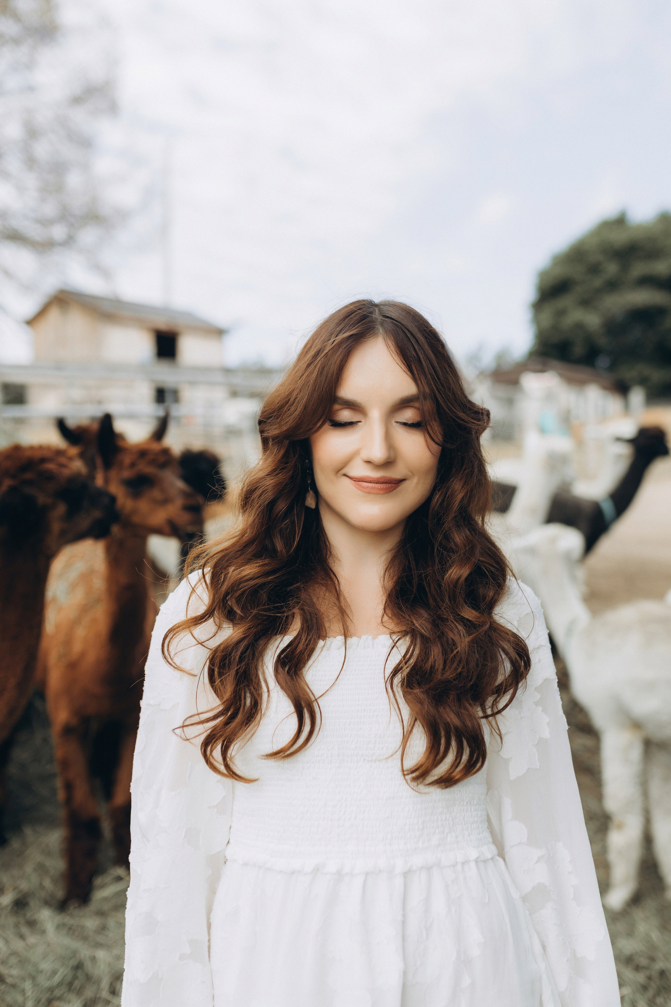 Alpacas Farm. Chernenko.photography