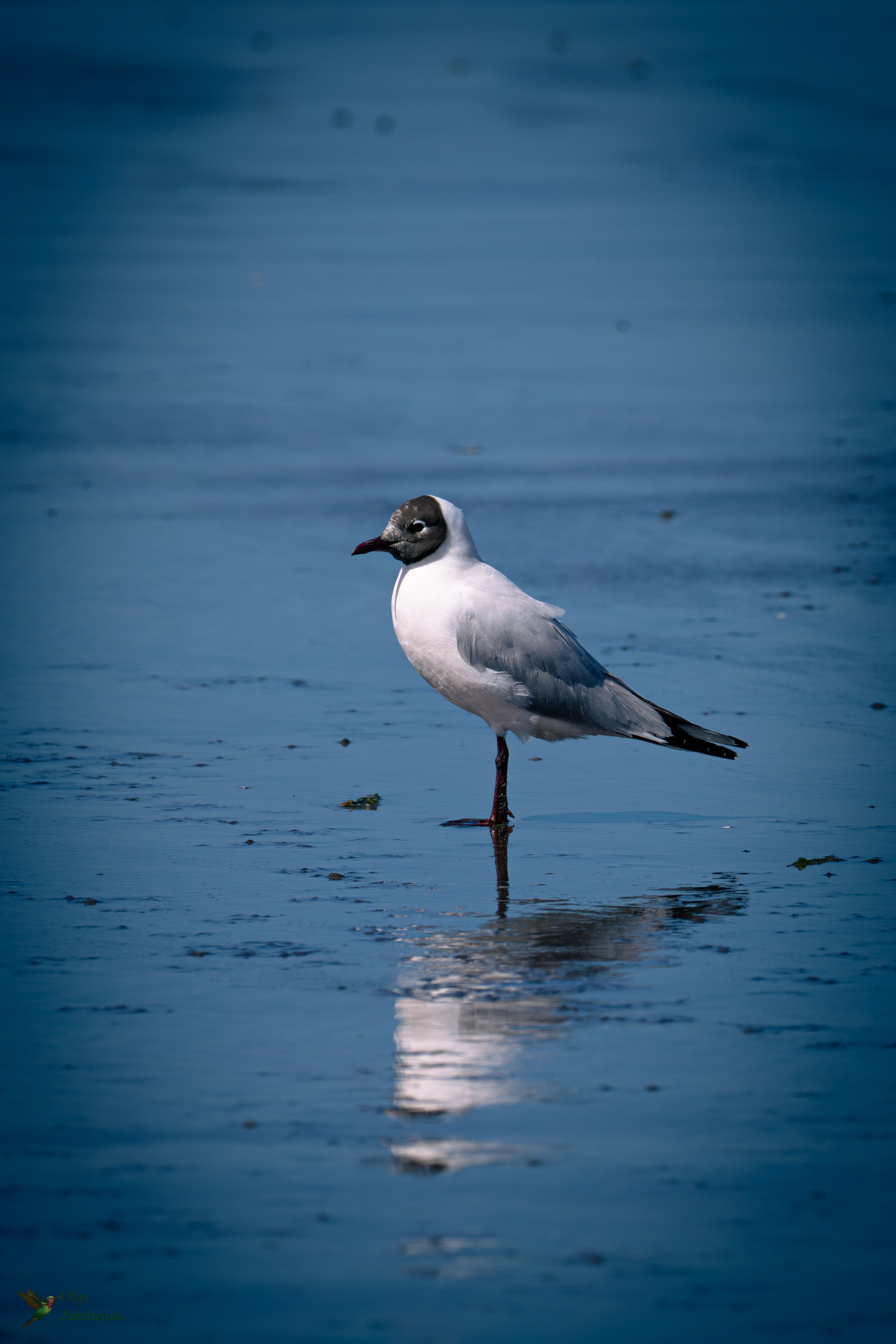 Андская чайка