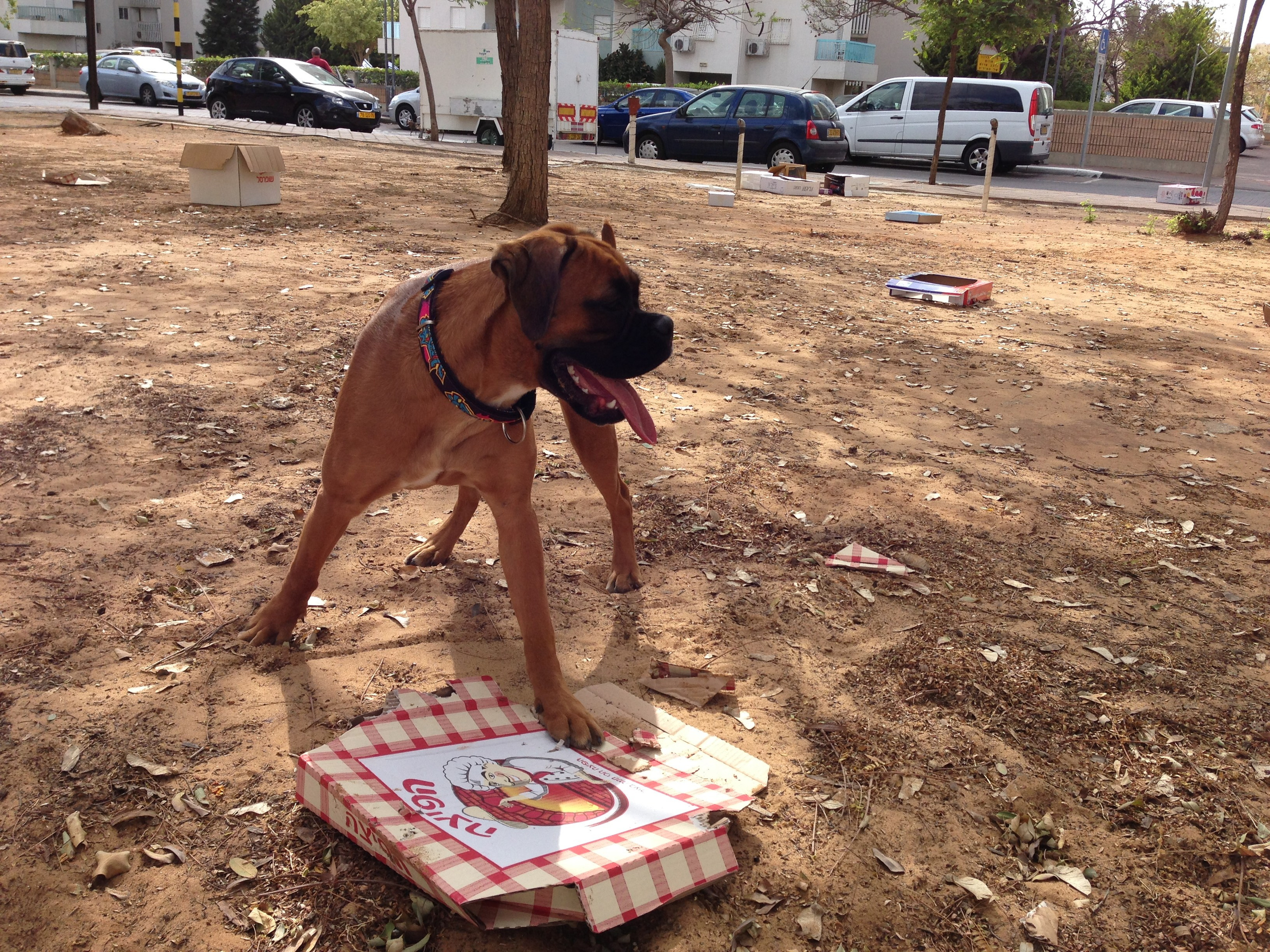 My ״Star״ Boxer Dog