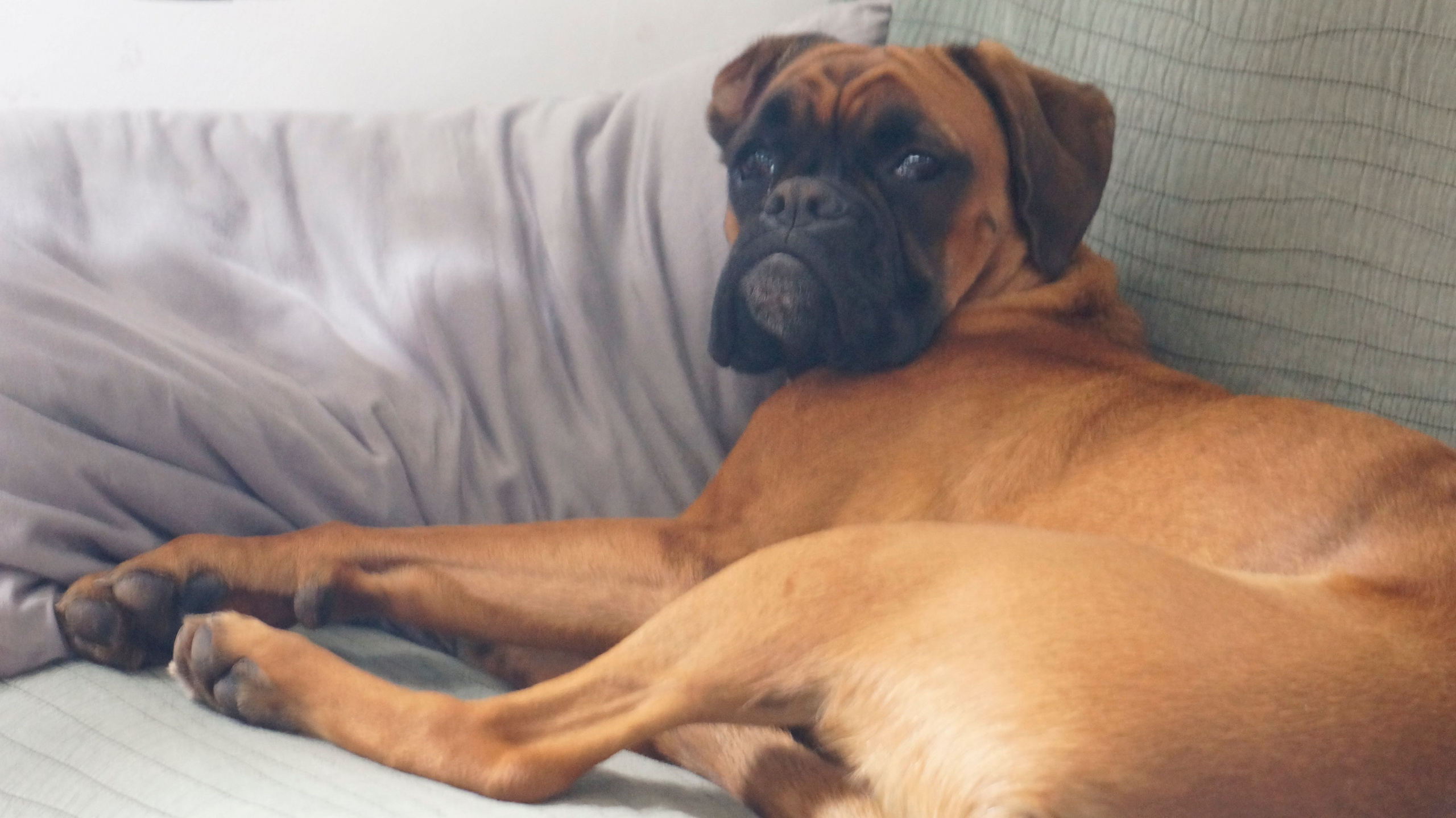 My ״Star״ Boxer Dog