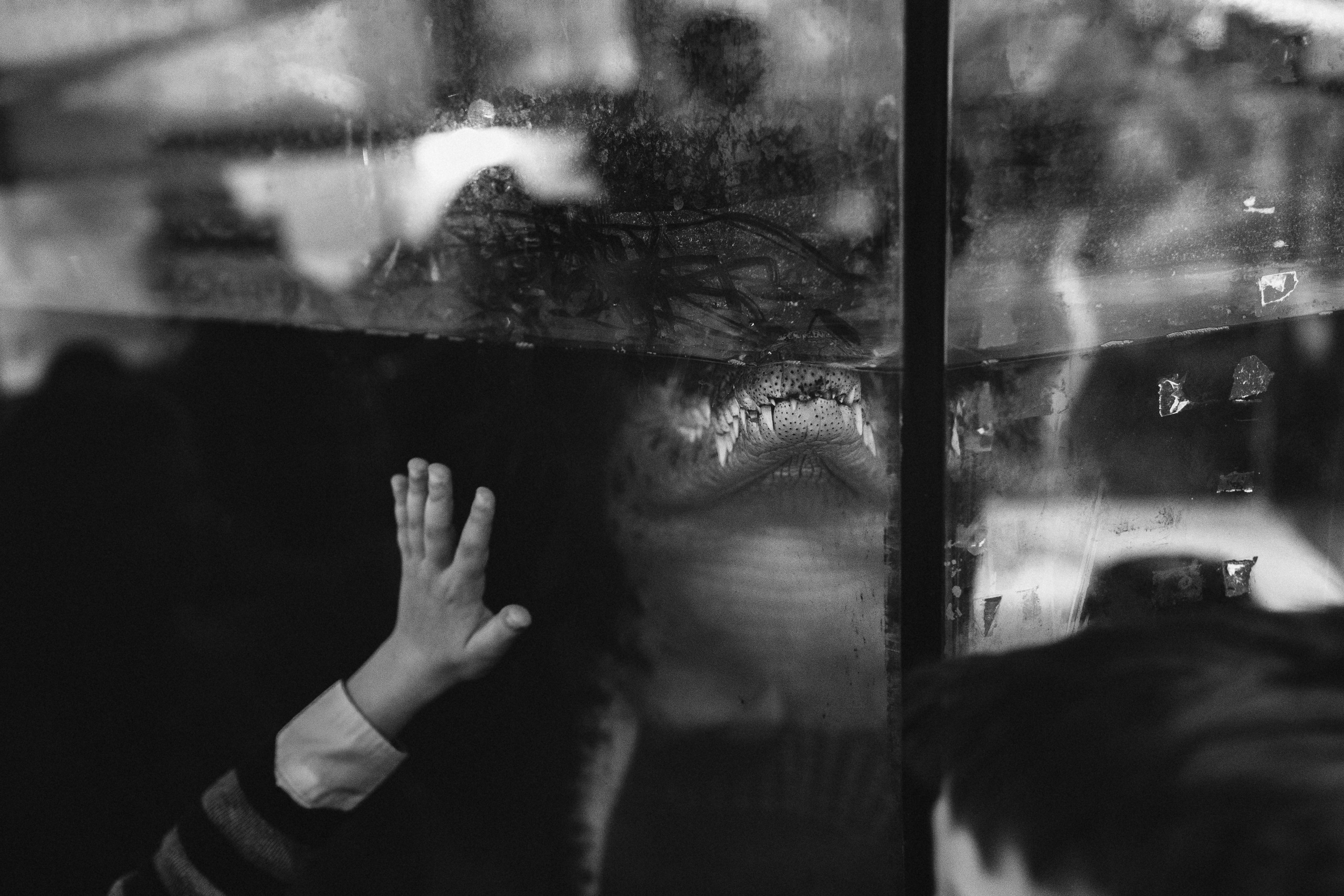 чёрно-белая  социальная фотография  «Доброе сердце» рука ребенка на стекле аквариума с крокодилом зубы