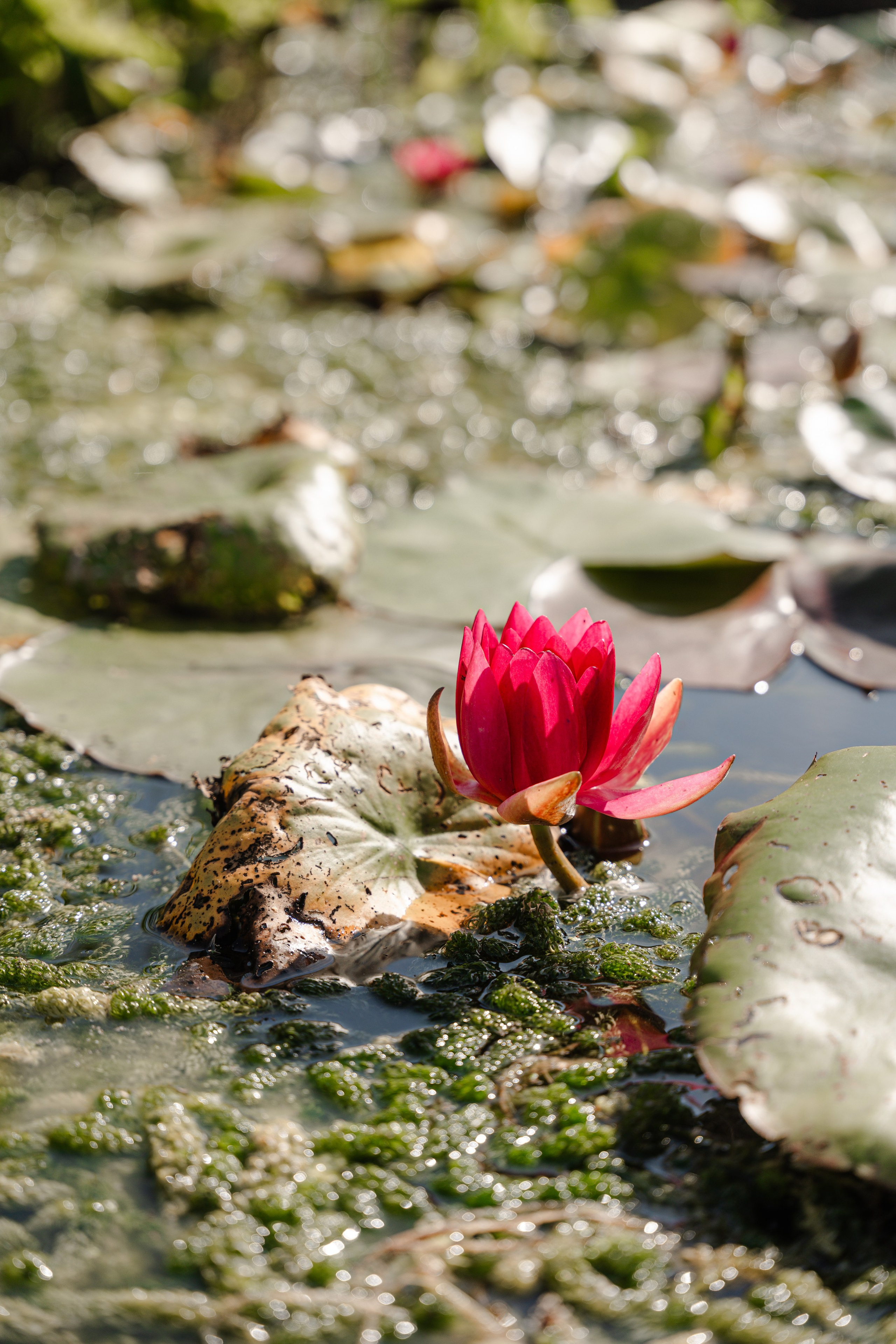 Ferdinando&Bohdana. Tonya Kyrylenko photographer in London