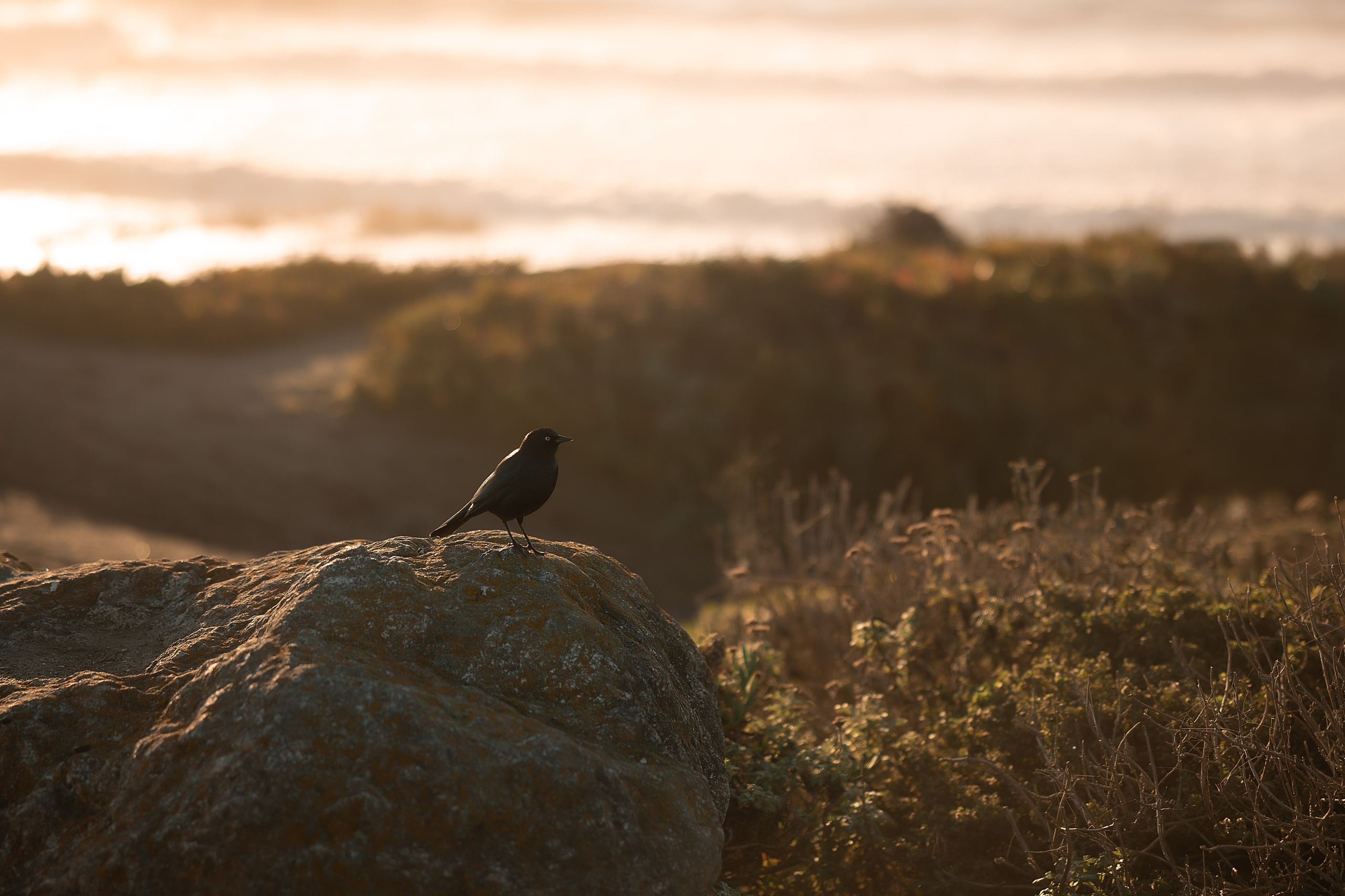 COUPLES. Couples & Families photographer in Bay Area, San Jose, California