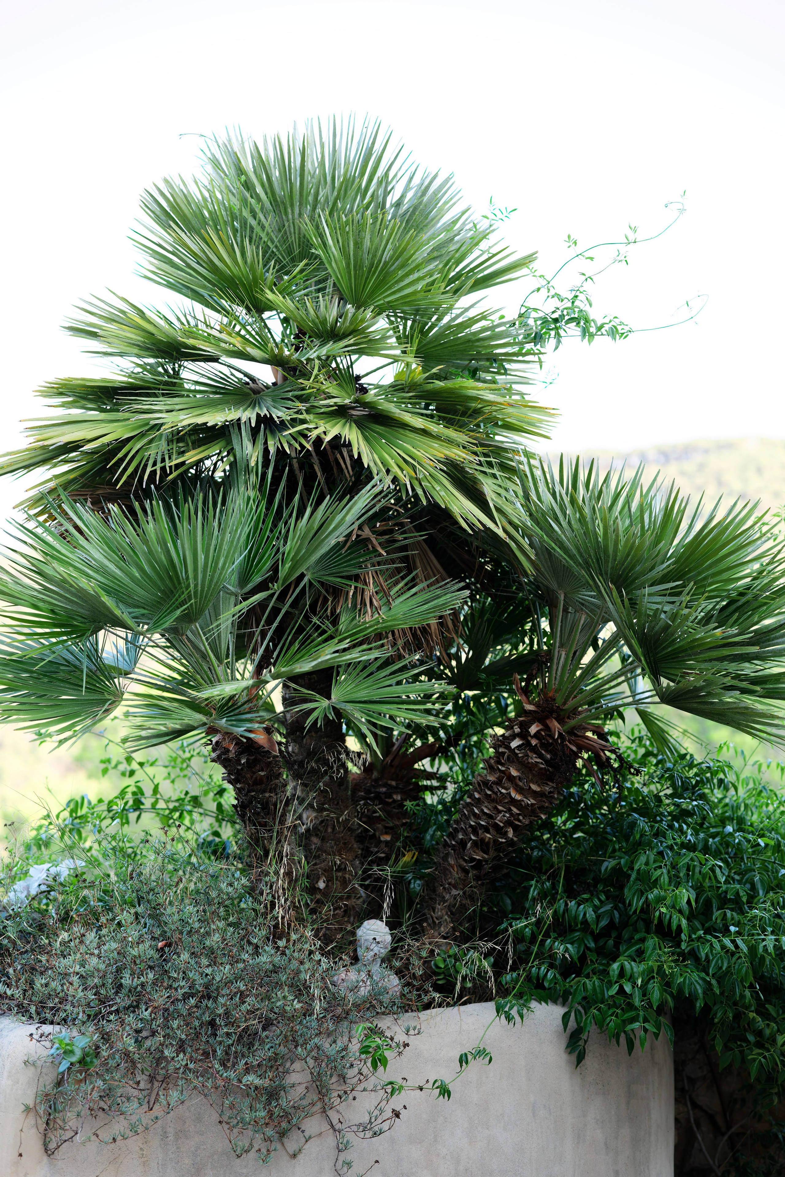 Indian wedding Haldi ceremony & Mehndi Night at Masia Nur, Sitges, Spain Preview