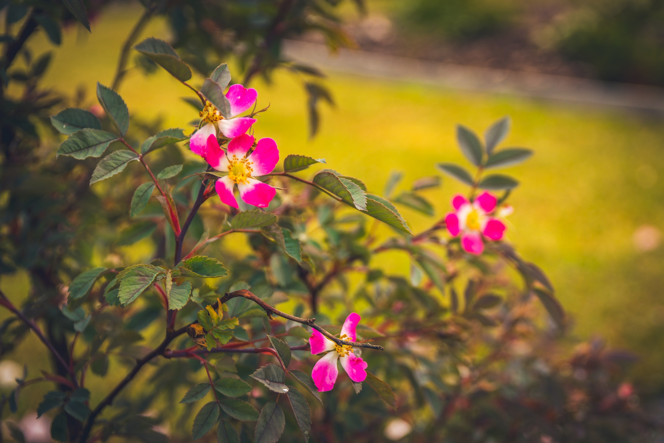 Saarema, reis. Nebula 25 — Fotod teie hingele