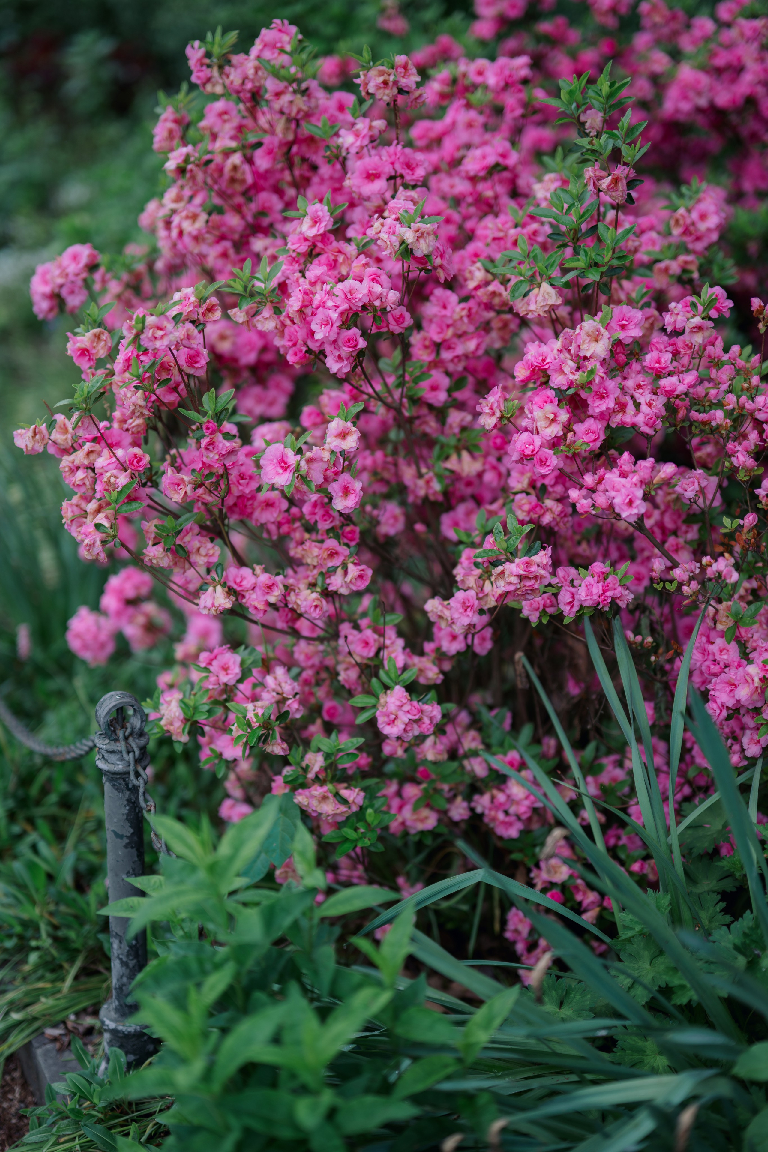 Jennifer & John. Engagement Photoshoot at The Cloisters, Fort Tryon Park