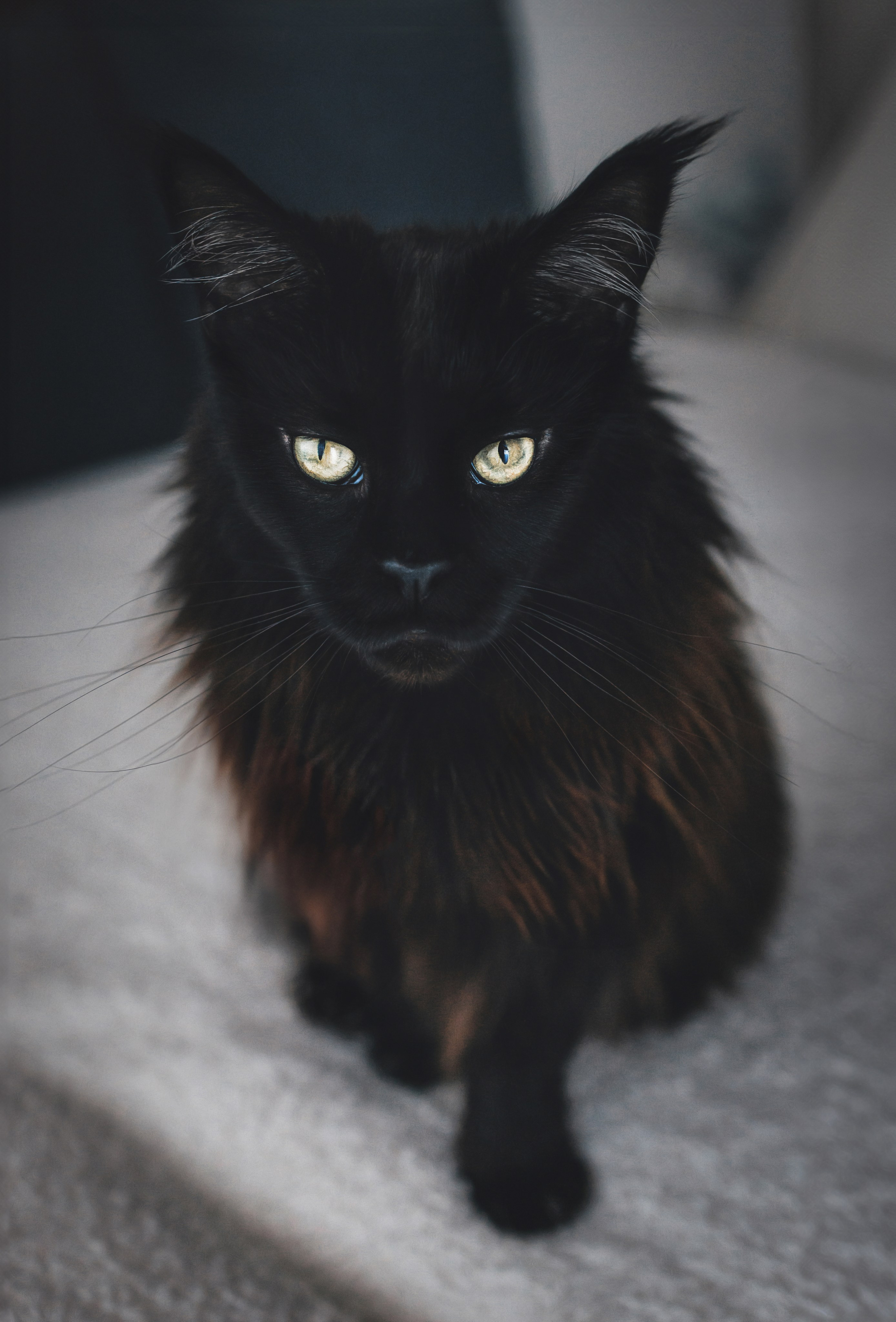 Pet Photographer Viktoriya Aleshenko