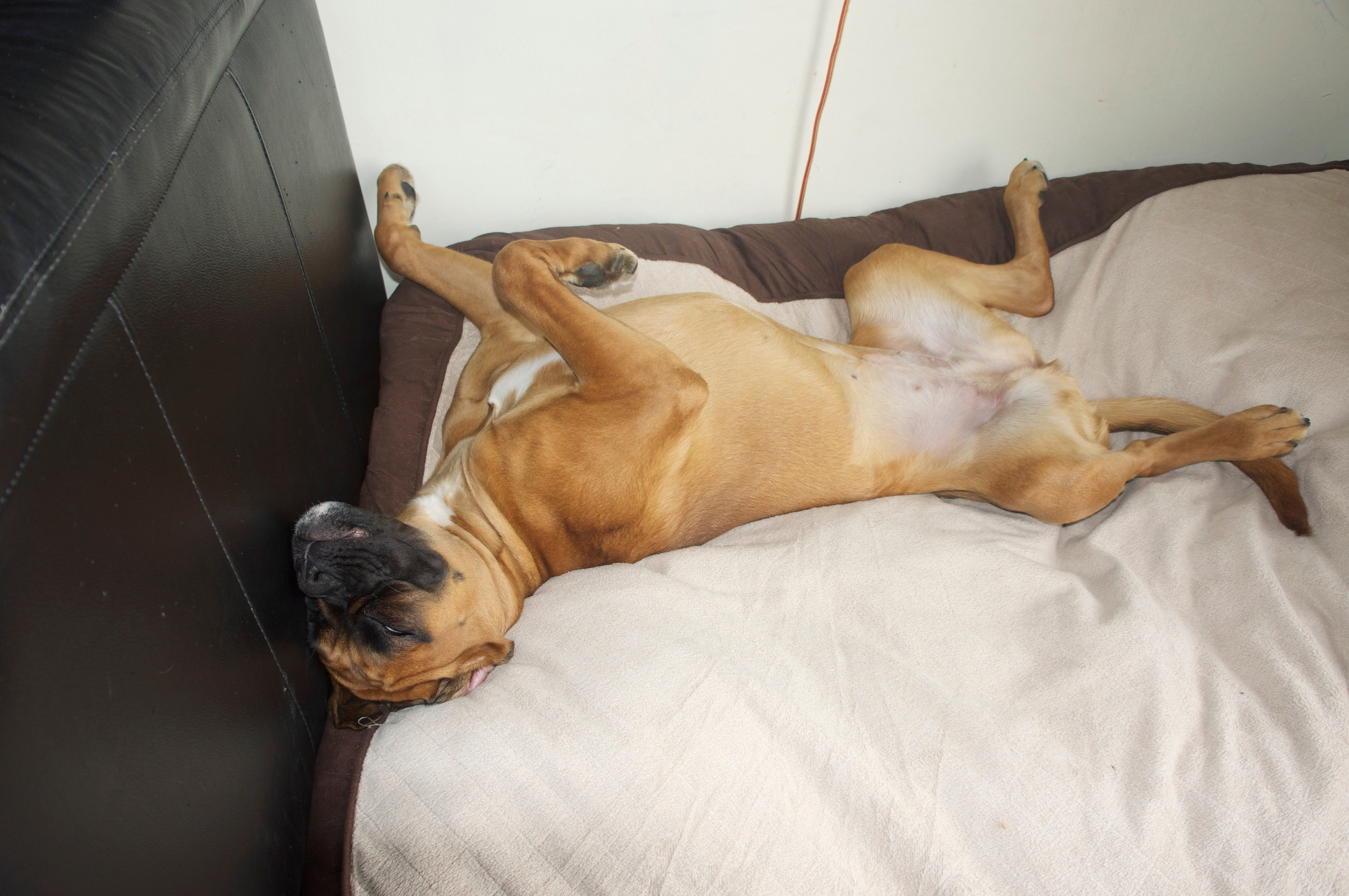 My ״Star״ Boxer Dog