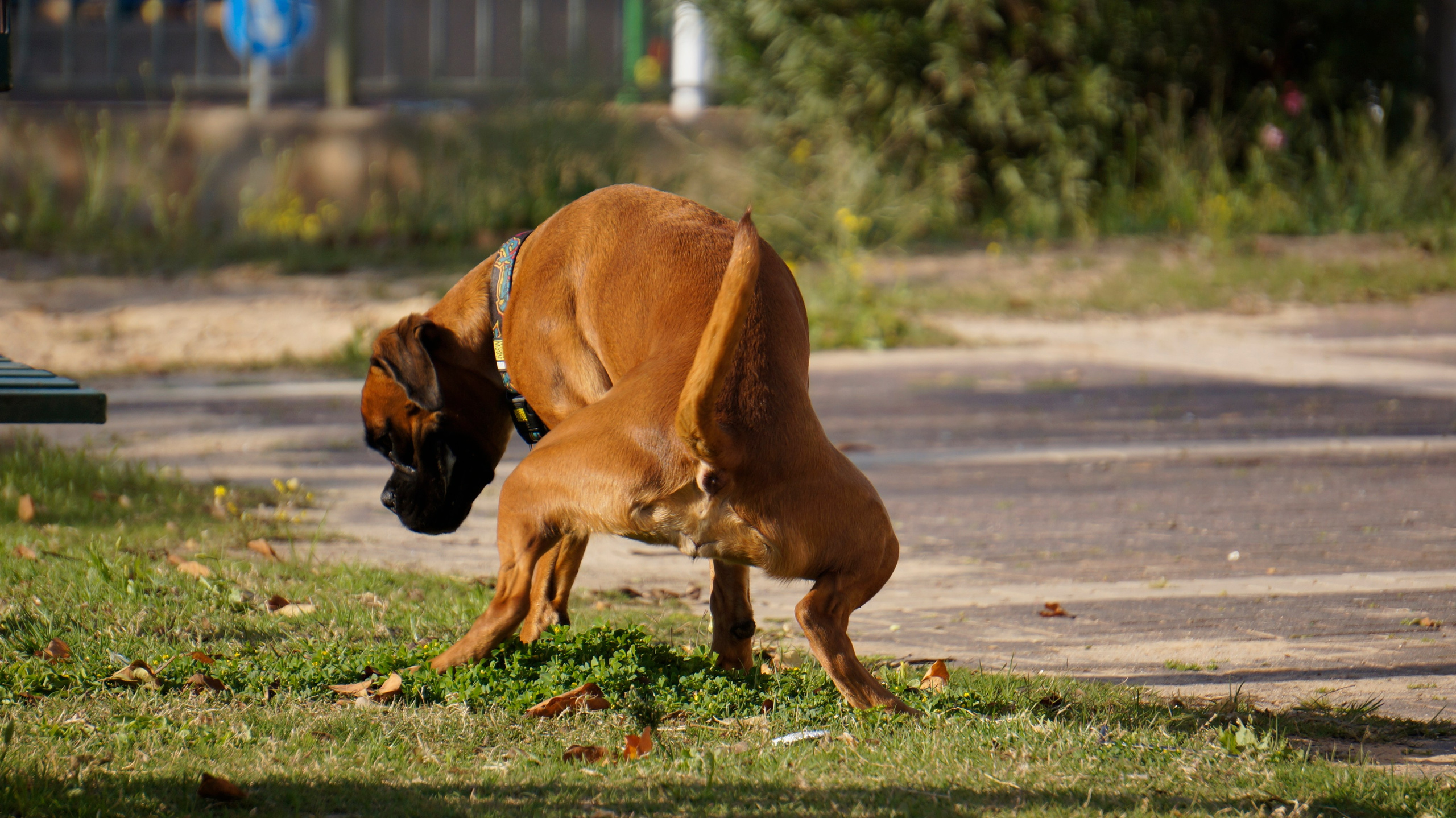My ״Star״ Boxer Dog