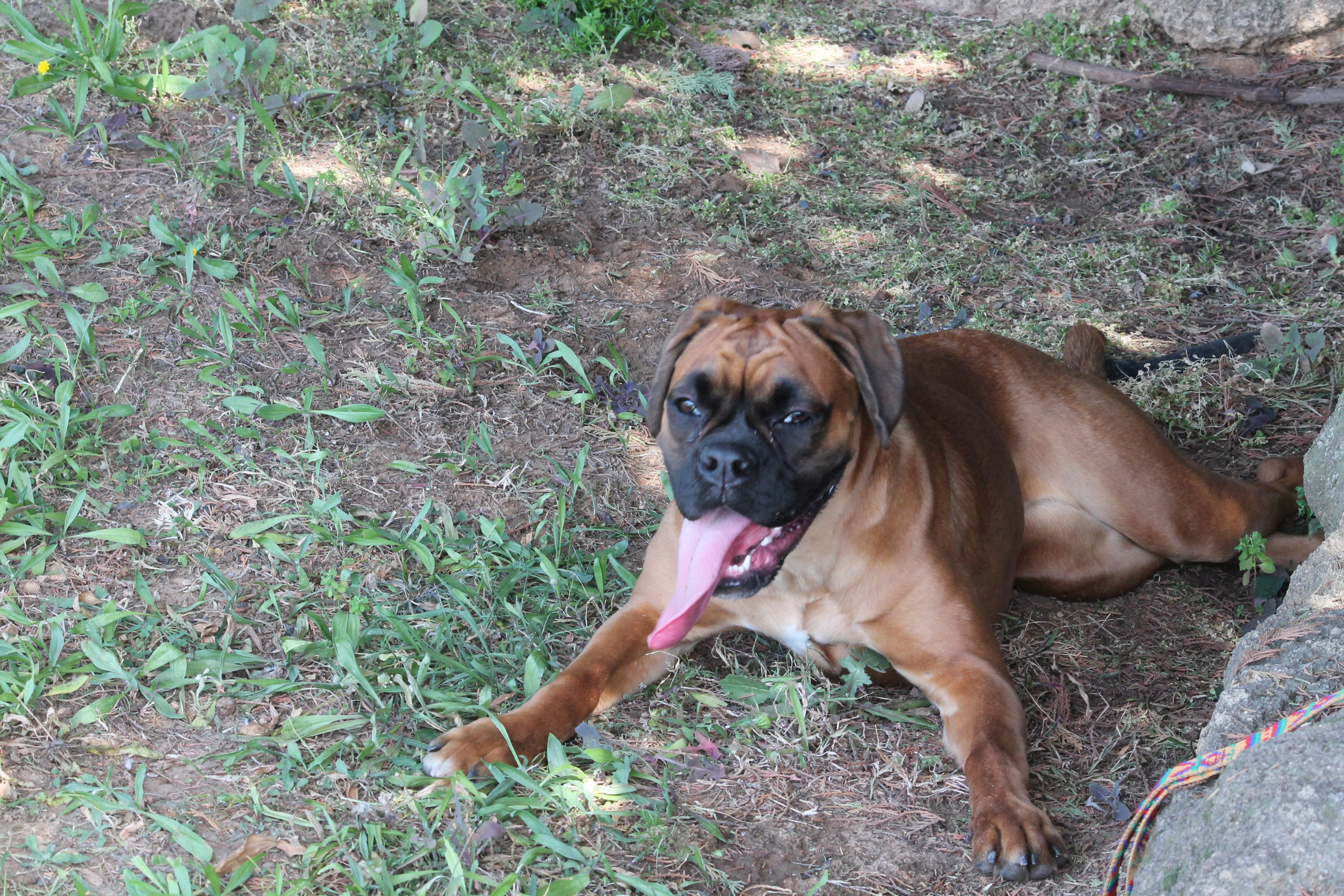 My ״Star״ Boxer Dog