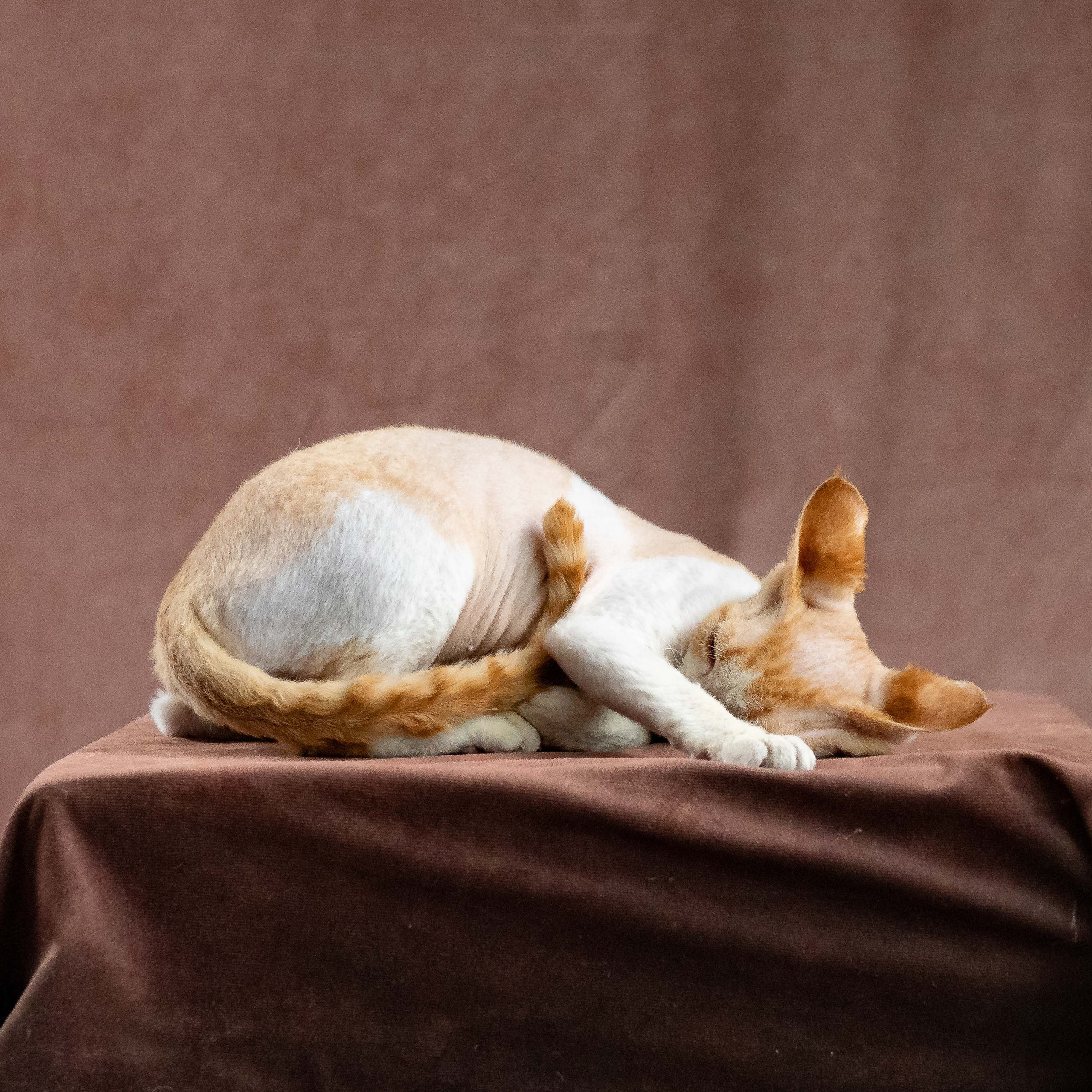 Nika. Devon Rex Pixie Cattery