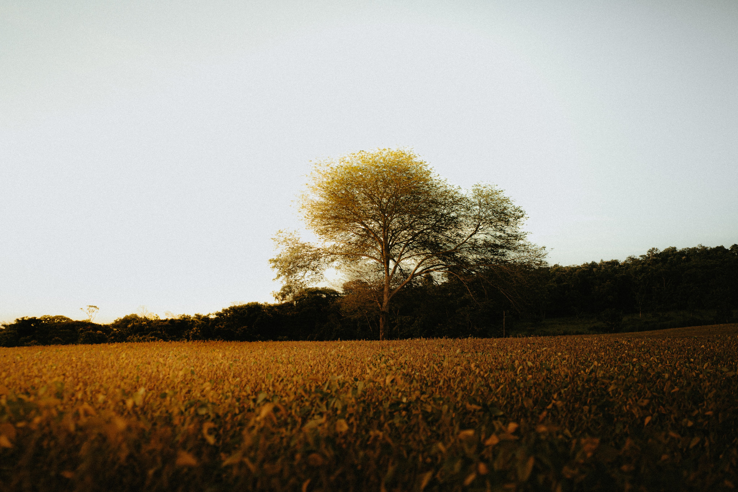 Pré Wedding. Reference Visuals