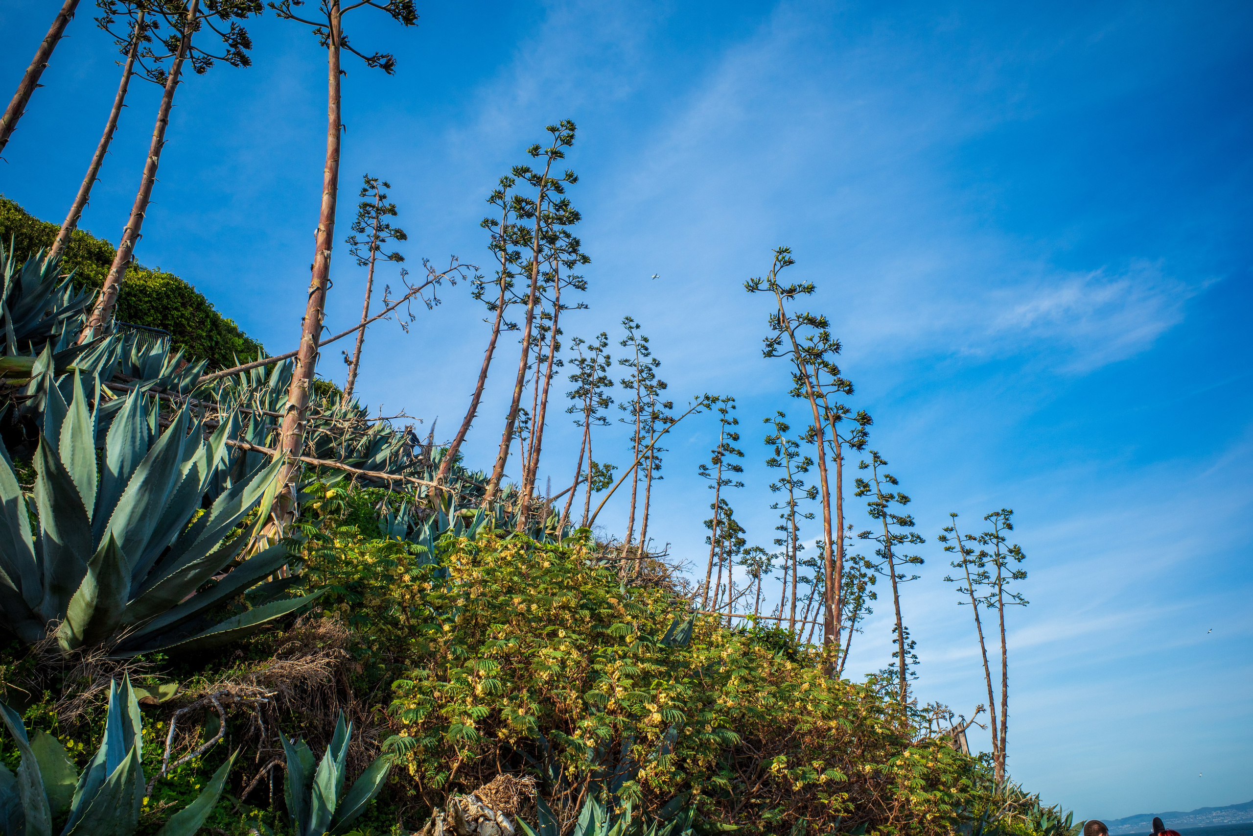 San Francisco. Aleks.photo | Book a photoshoot