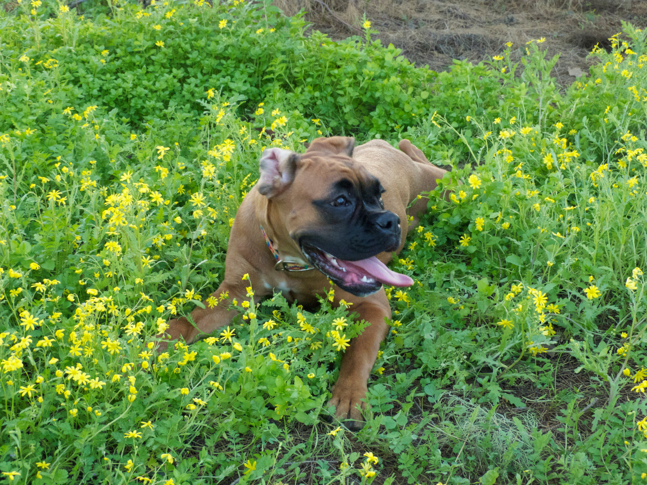 My ״Star״ Boxer Dog