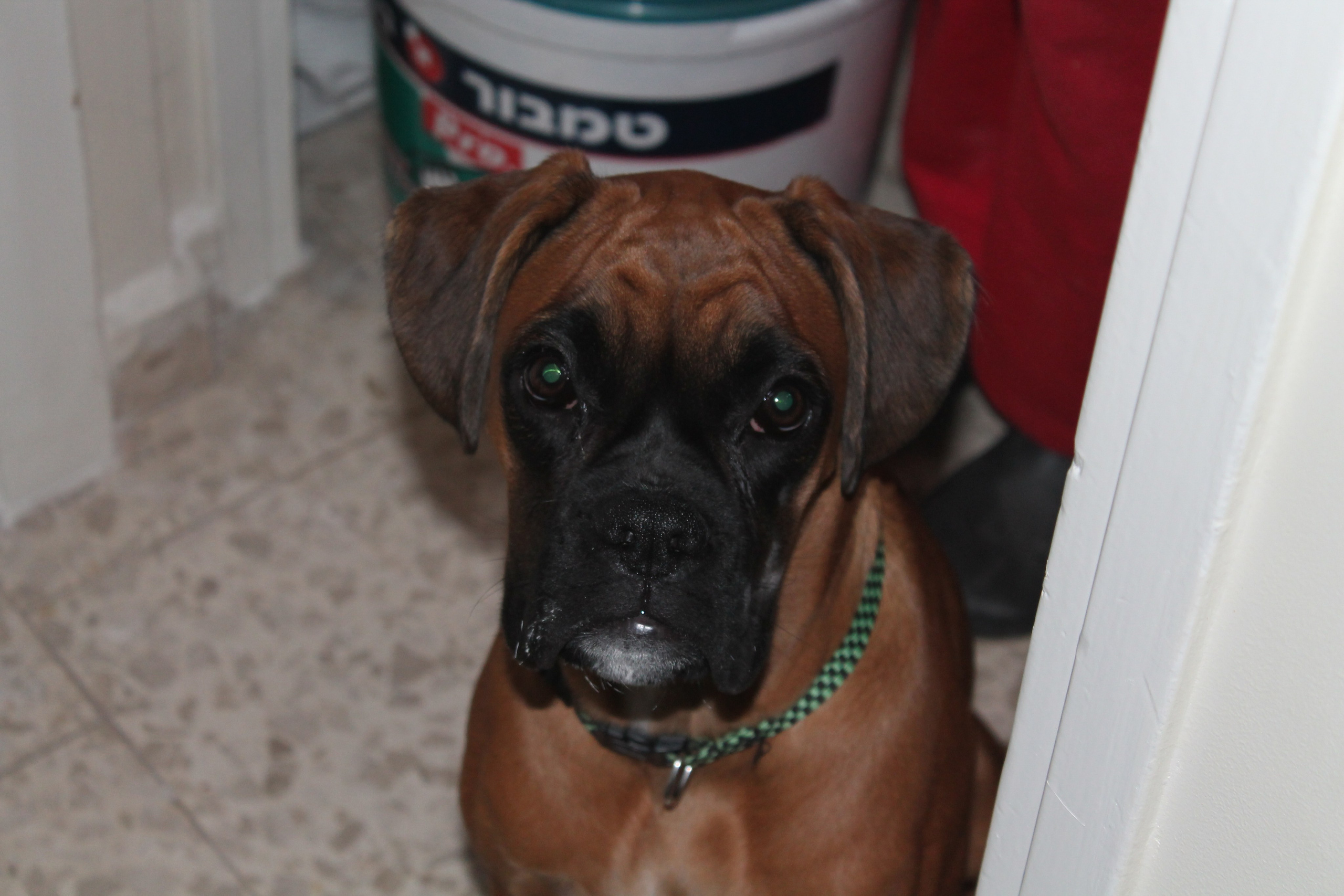 My ״Star״ Boxer Dog