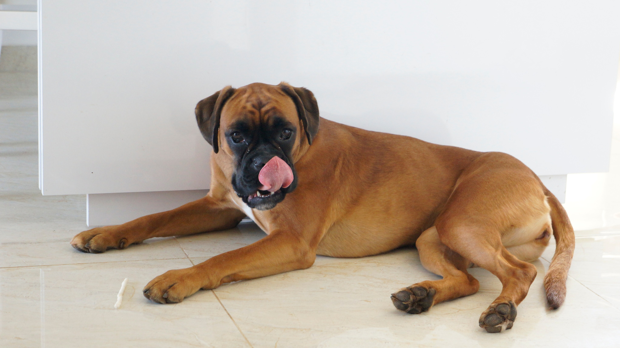 My ״Star״ Boxer Dog