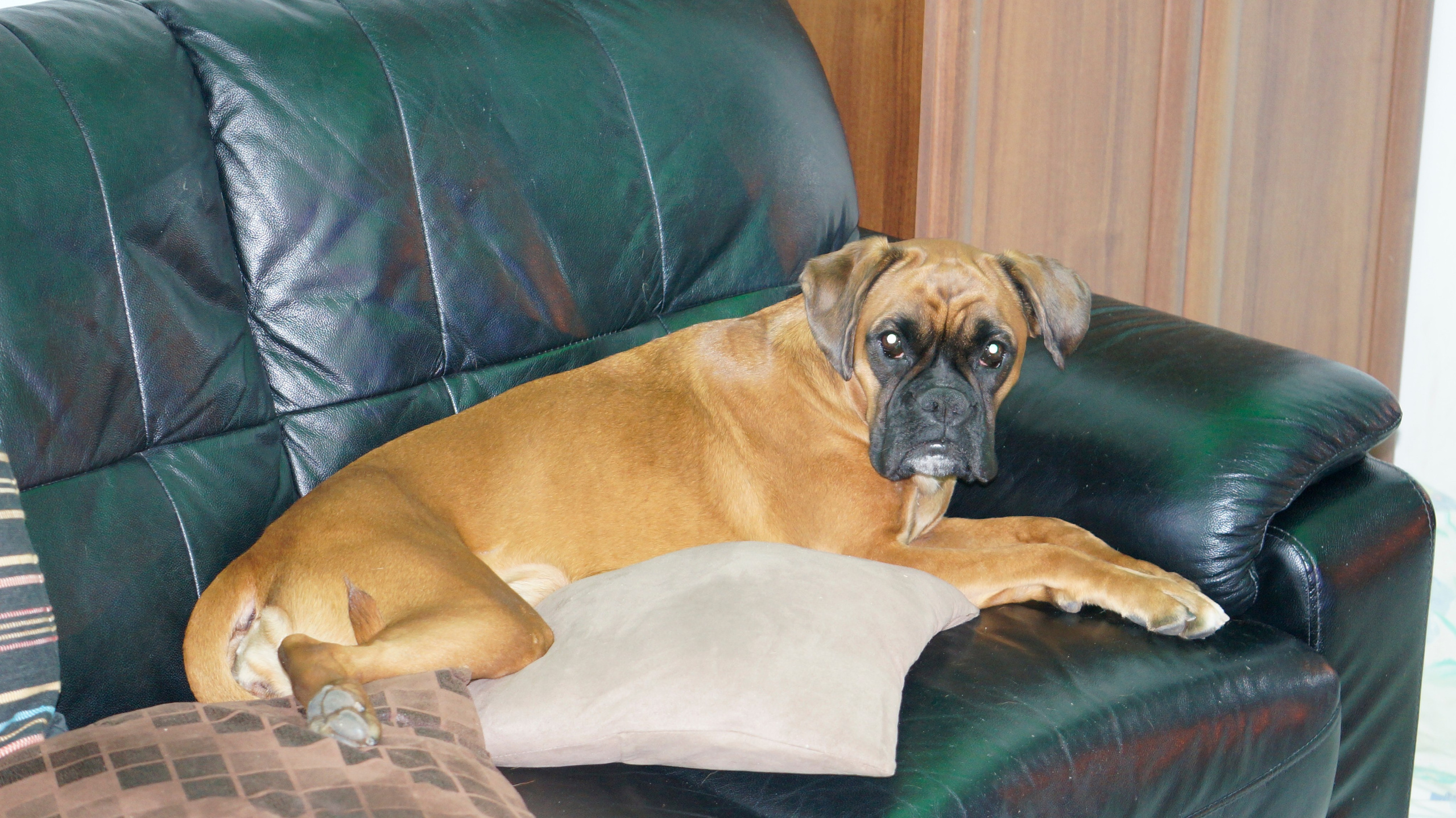 My ״Star״ Boxer Dog