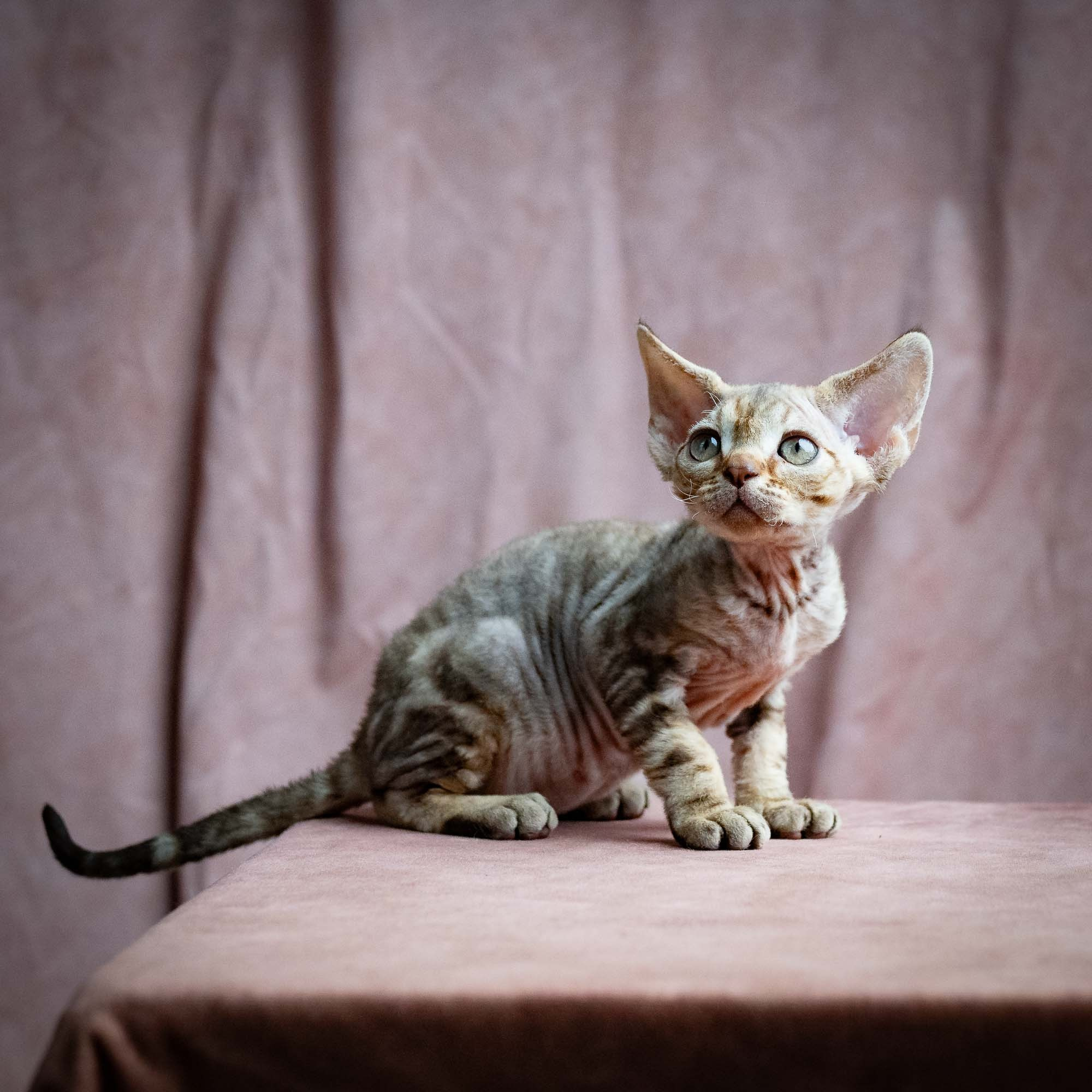 Sirius, boy, born 05.15.26. Devon Rex Pixie Cattery