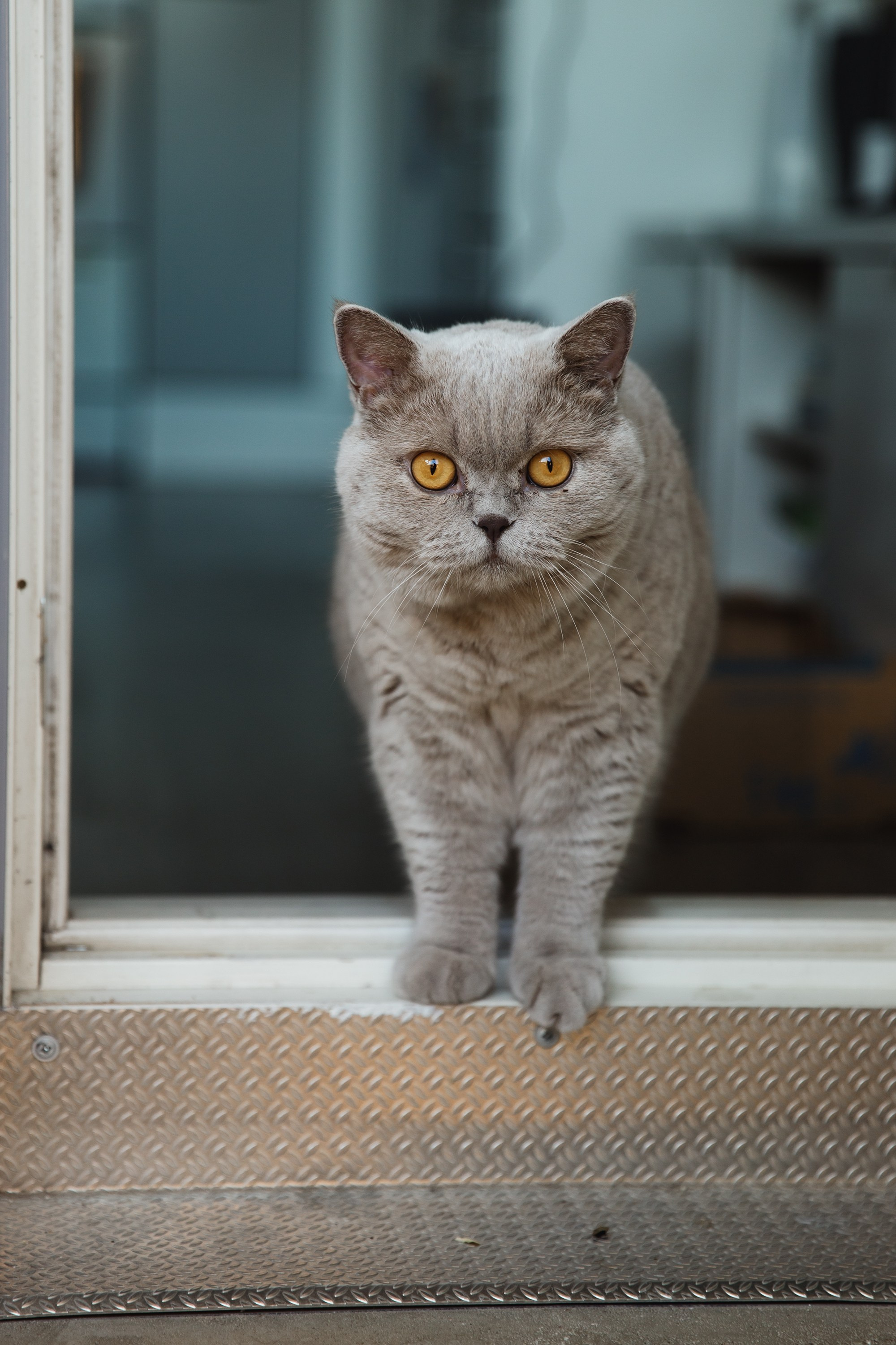 Boczka & Dimitrii. Kaja | fotograf we Wrocławiu | ludzie i psy