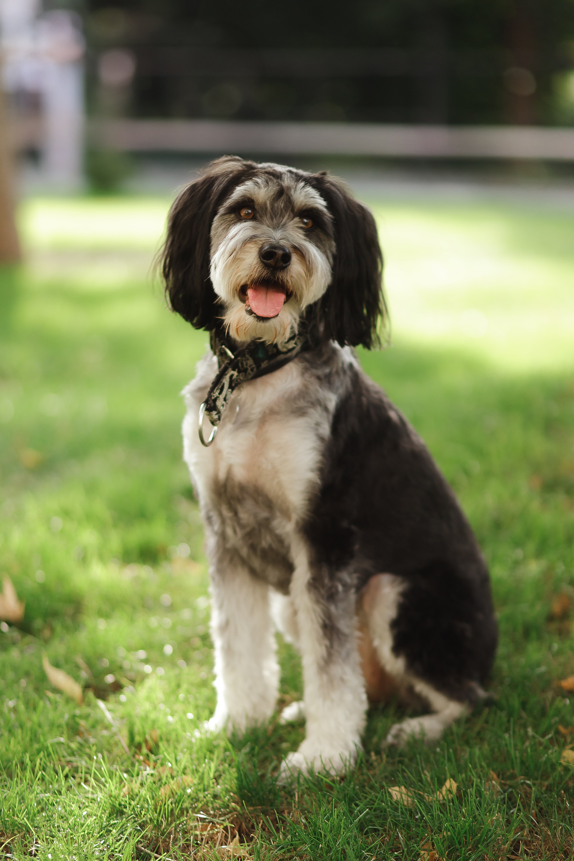 Lera & Flora. Kaja | fotograf we Wrocławiu | ludzie i psy