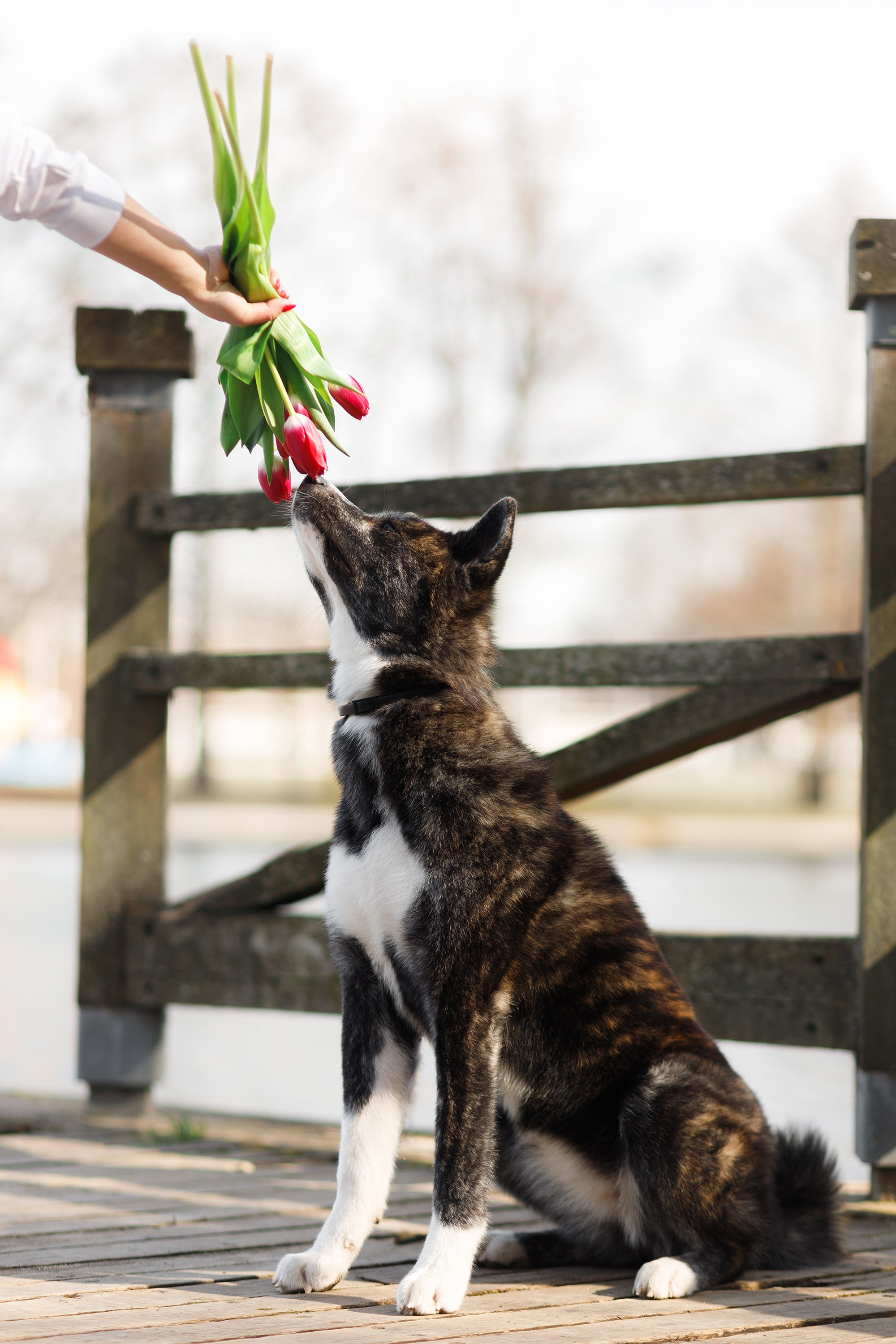 Autumn photo day for dog handler. Kaja | fotograf we Wrocławiu | ludzie i psy