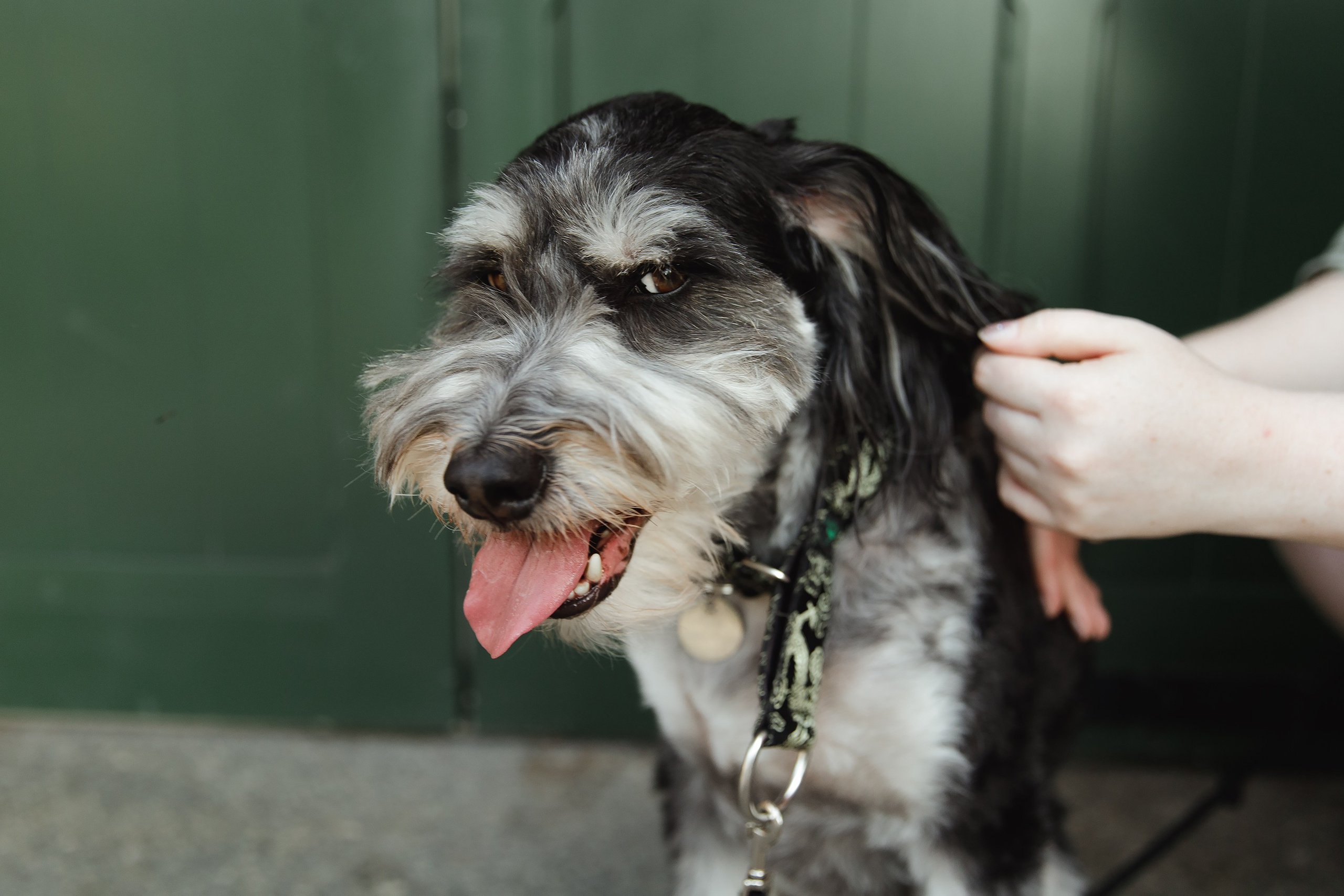 Lera & Flora. Kaja | fotograf we Wrocławiu | ludzie i psy