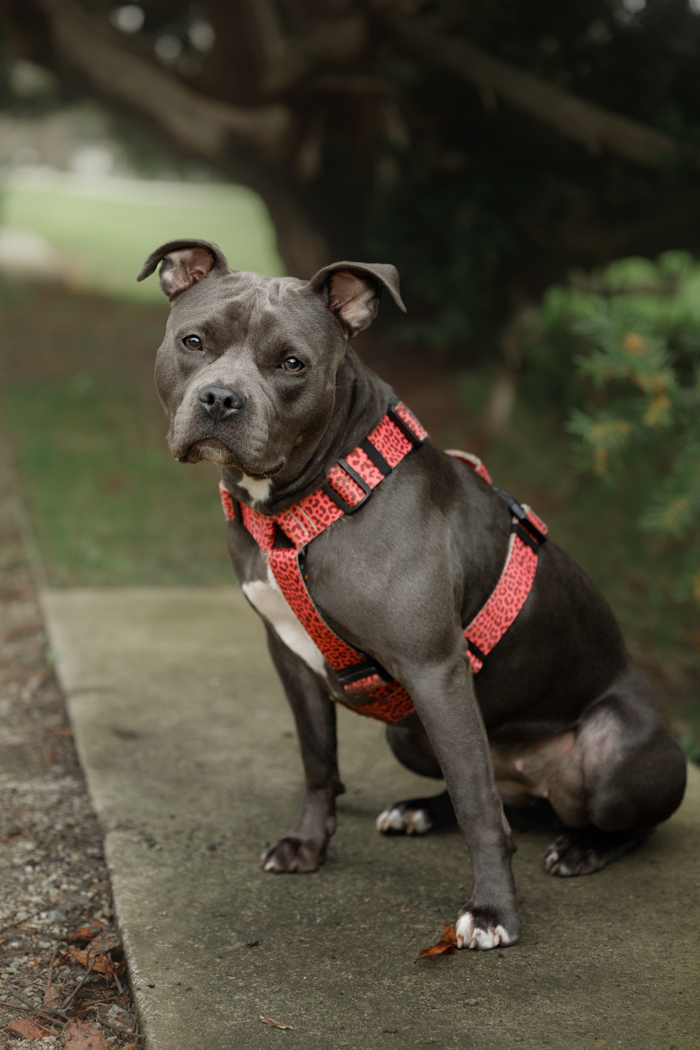 Bombka. Kaja | fotograf we Wrocławiu | ludzie i psy