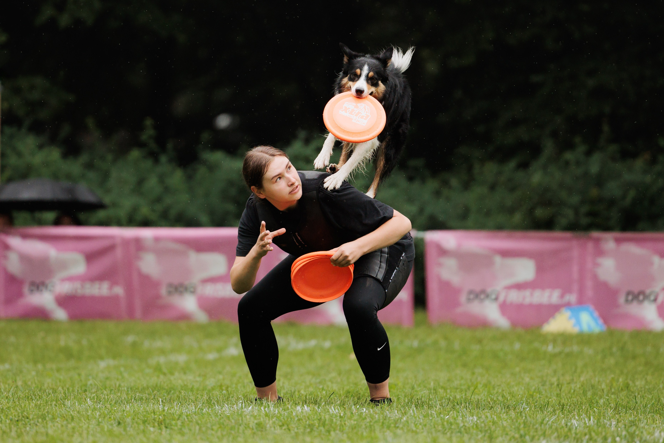 Latające psy, Wrocław'25. Kaja | fotograf psów we Wrocławiu