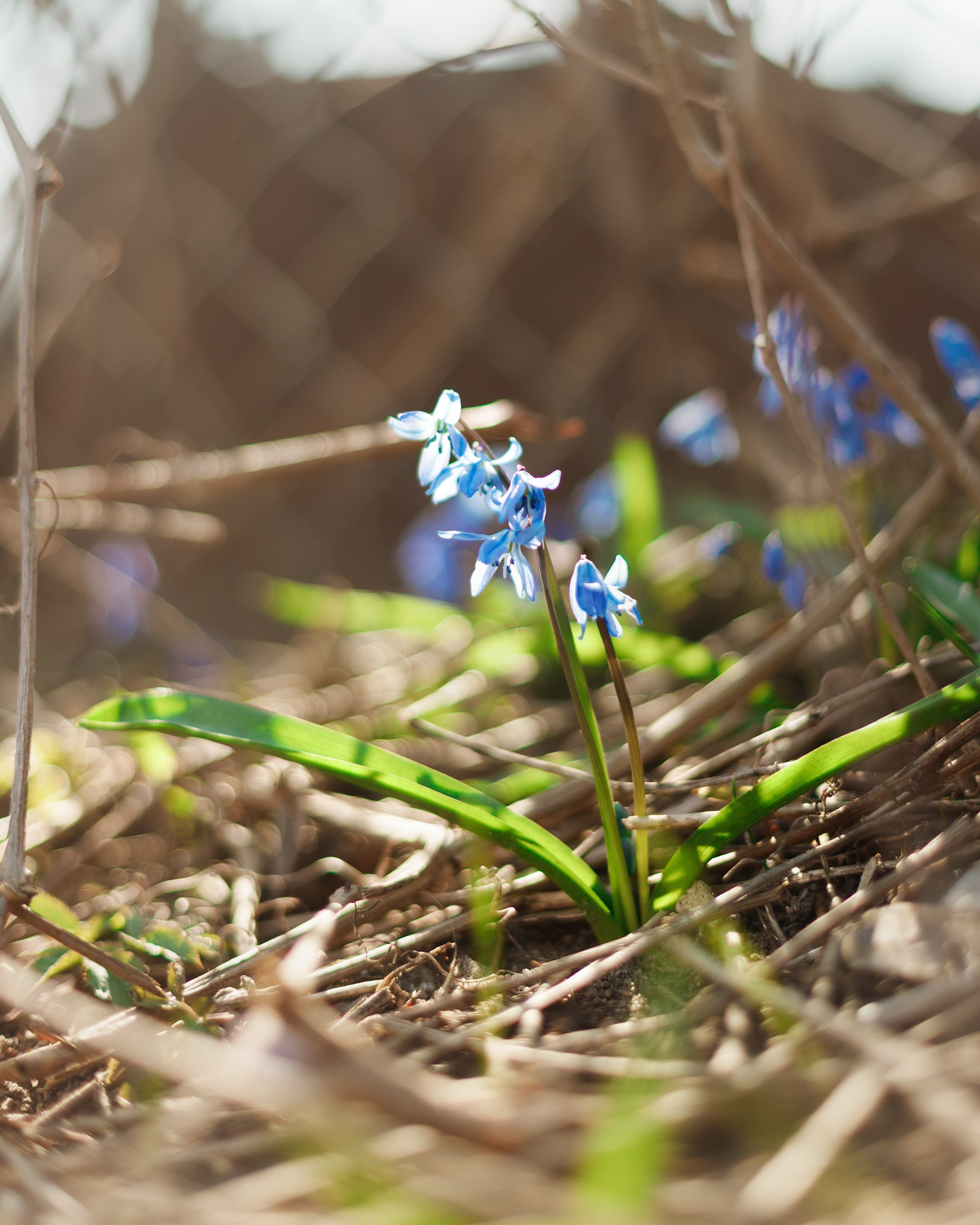 Psychologist blog content. Kaja | fotograf we Wrocławiu | ludzie i psy