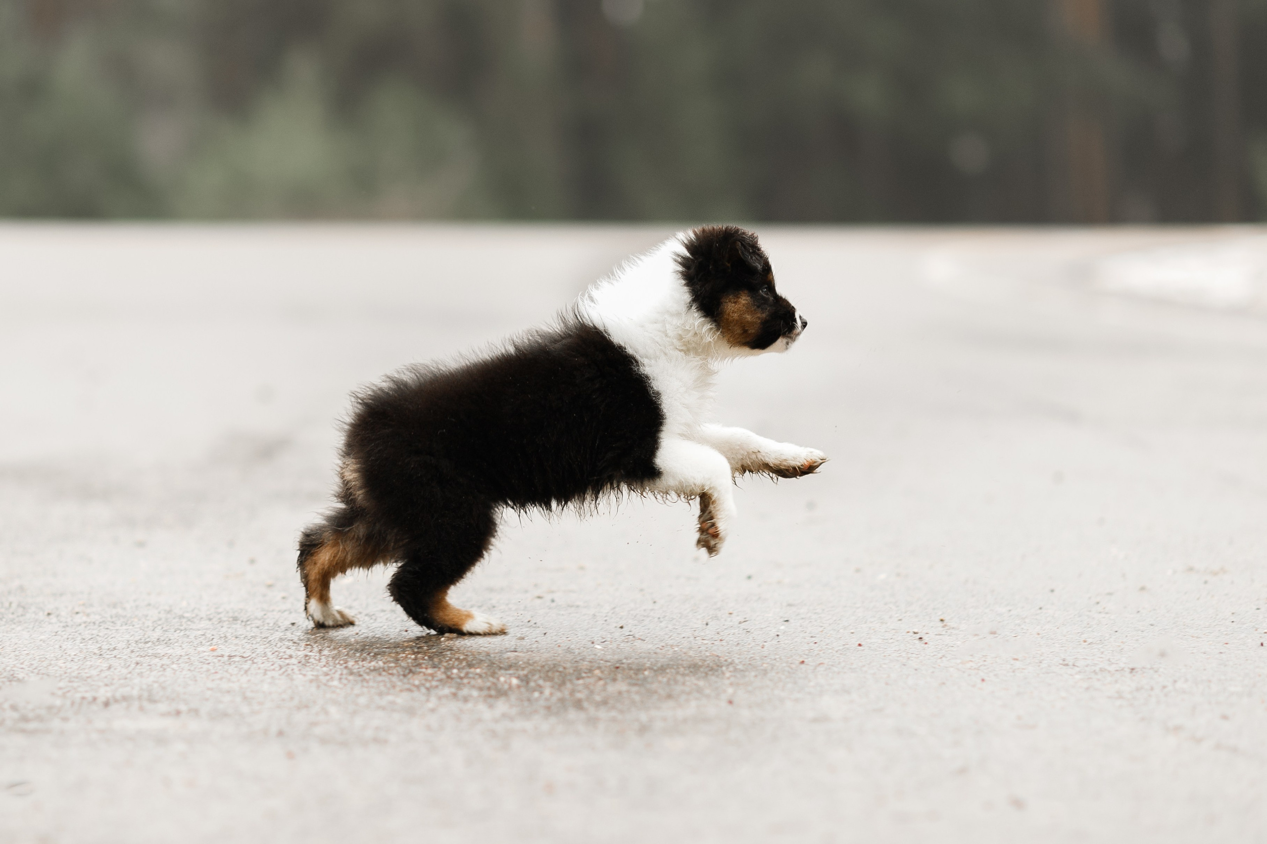 Pack of aussie puppies. Kaja | fotograf psów we Wrocławiu