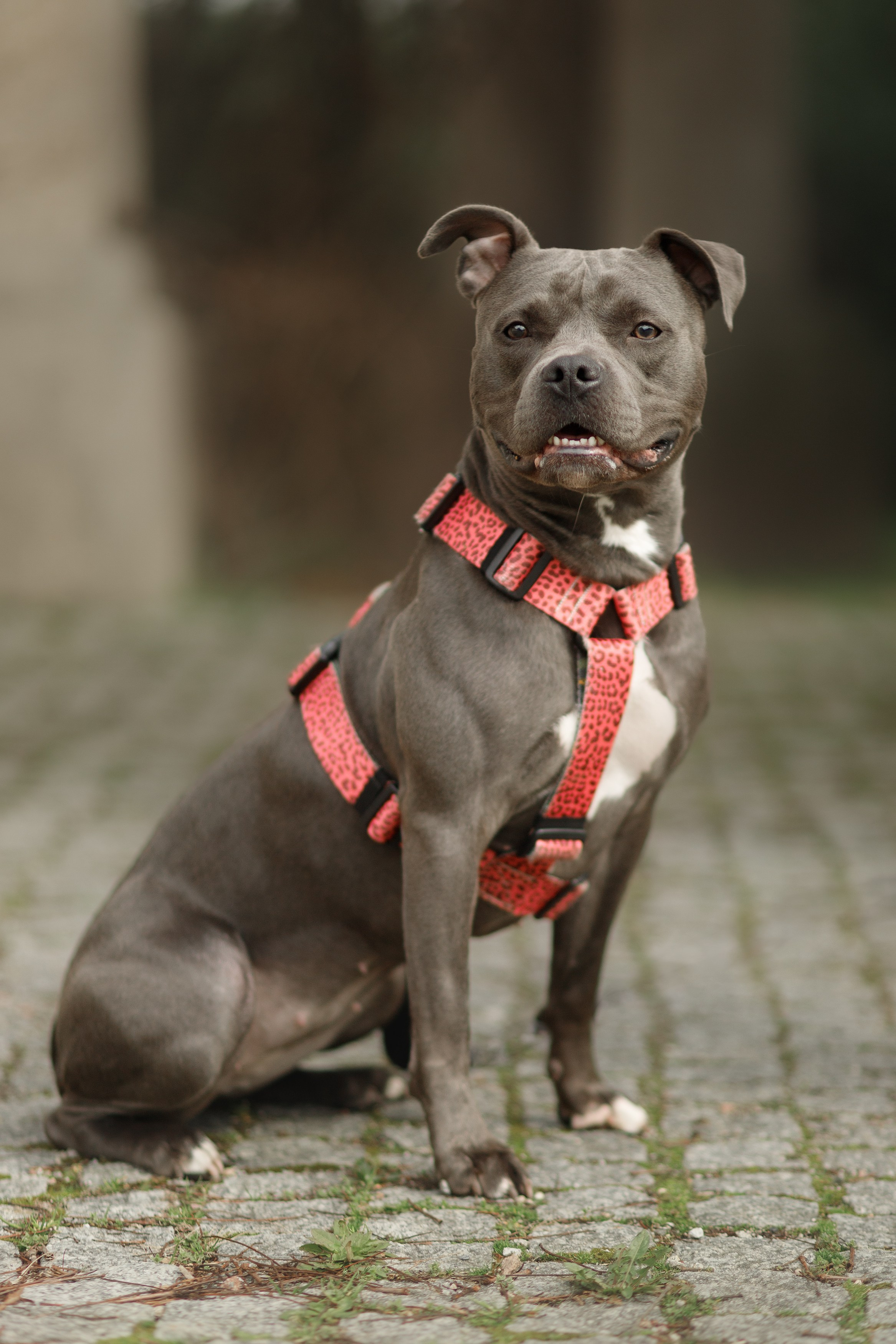 Bombka. Kaja | fotograf we Wrocławiu | ludzie i psy