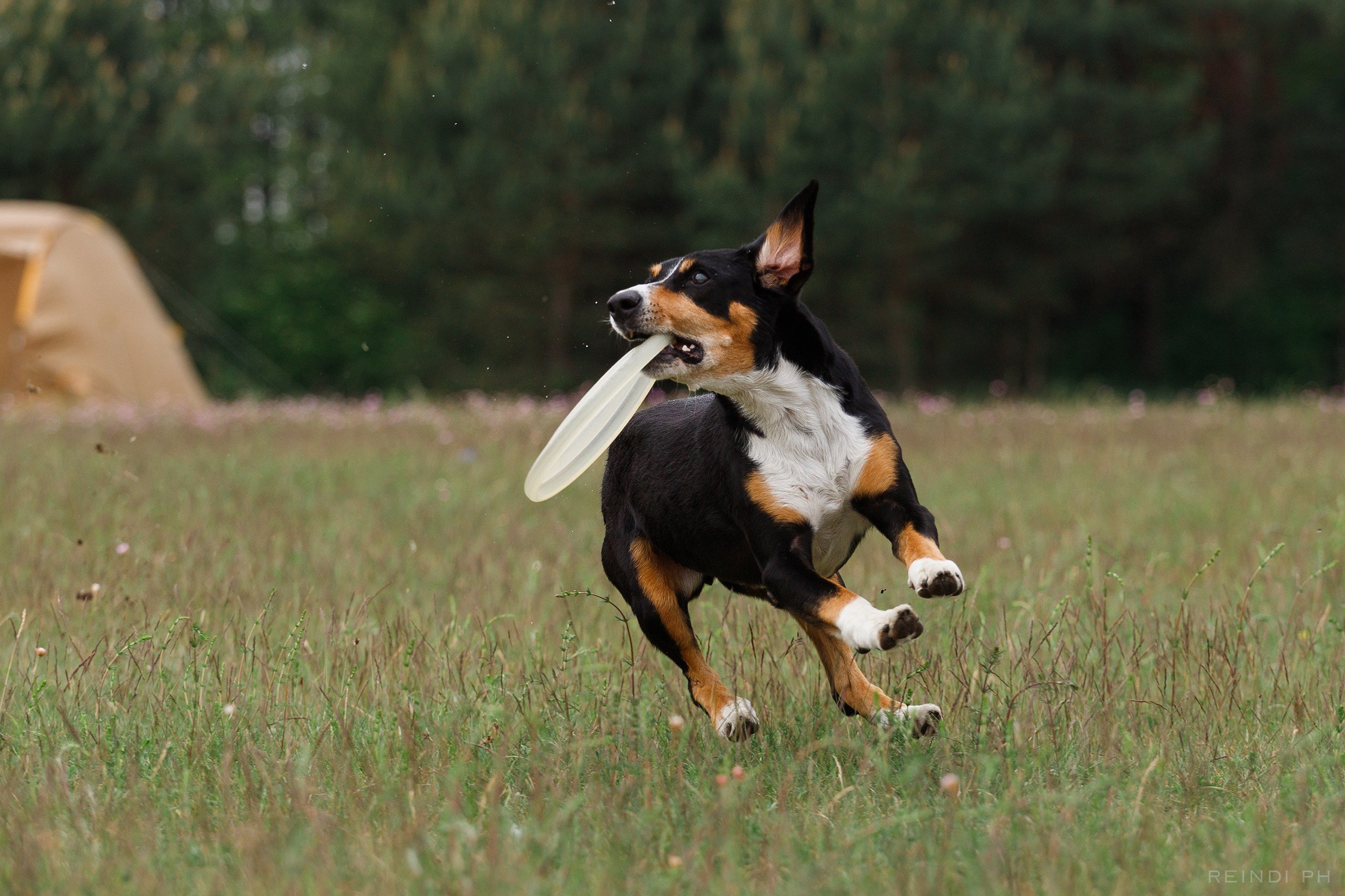 Dog frisbee championship | summer. Kaja | fotograf we Wrocławiu | ludzie i psy