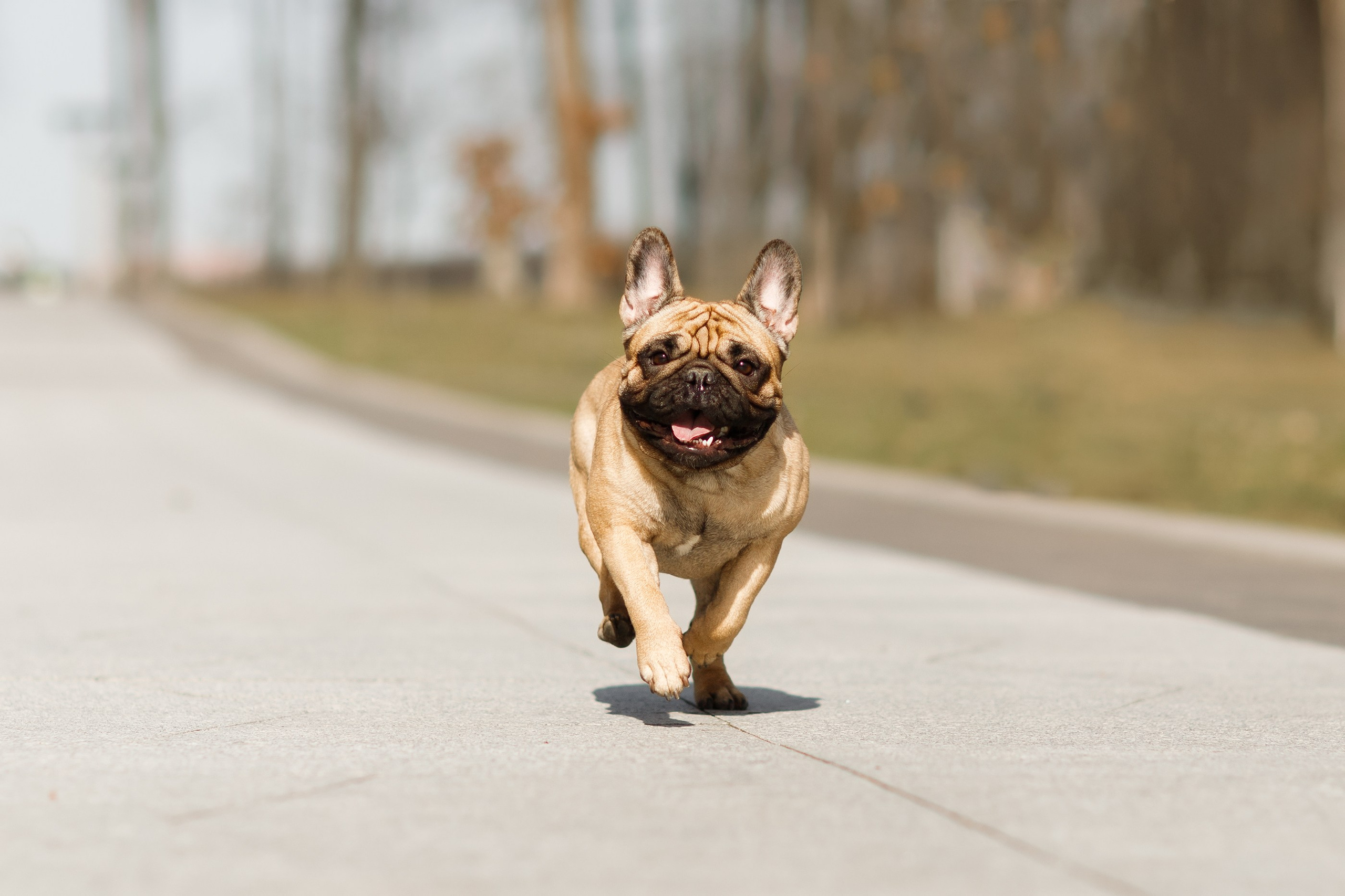 Autumn photo day for dog handler. Kaja | fotograf we Wrocławiu | ludzie i psy