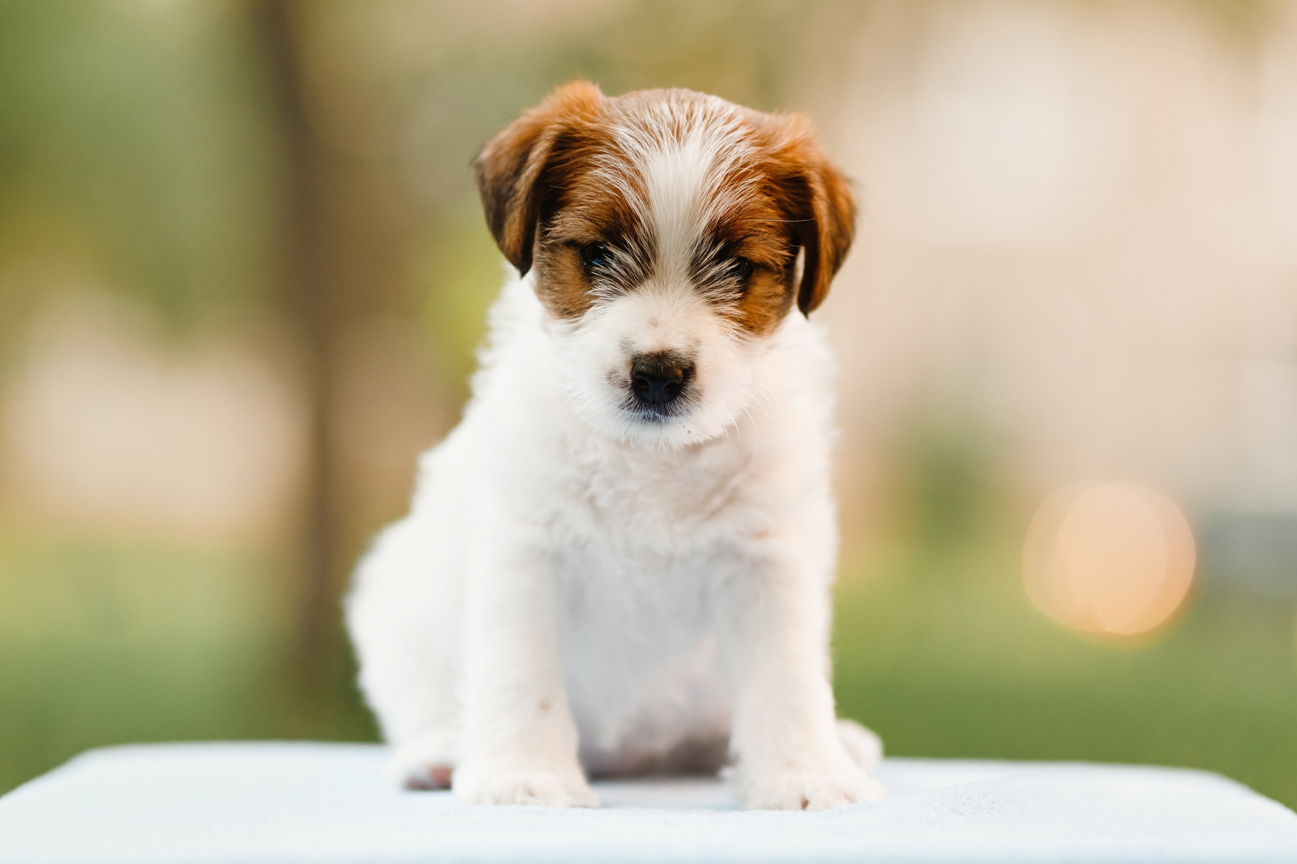Jack russel puppies. Kaja | fotograf we Wrocławiu | ludzie i psy