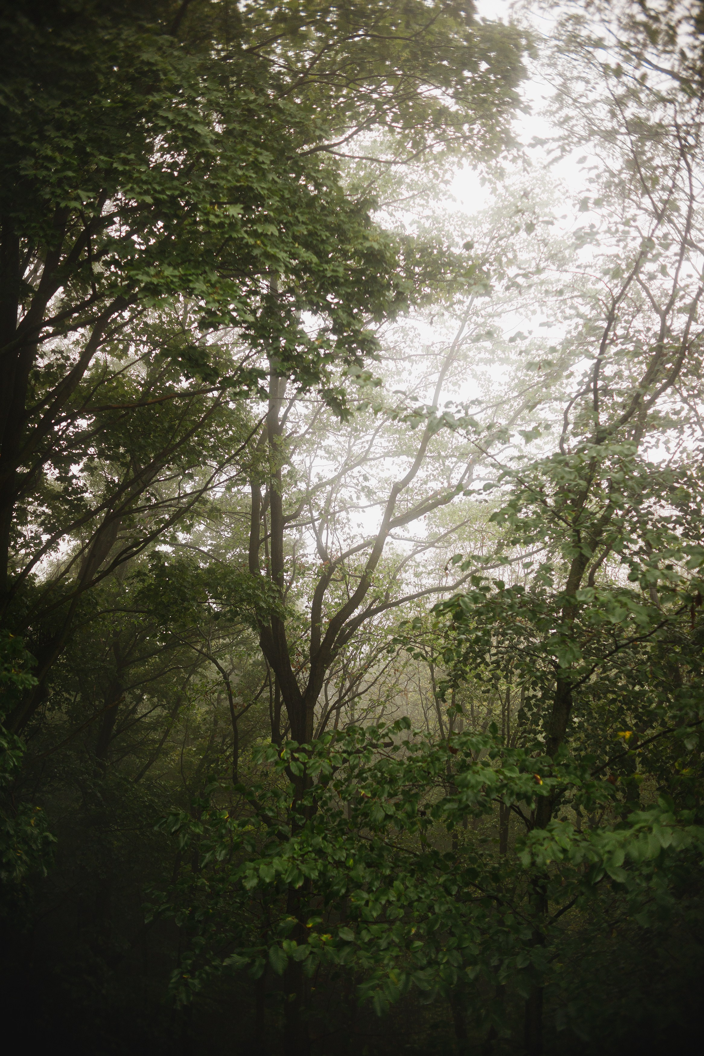 Zamek Grodziec. Kaja | fotograf psów we Wrocławiu