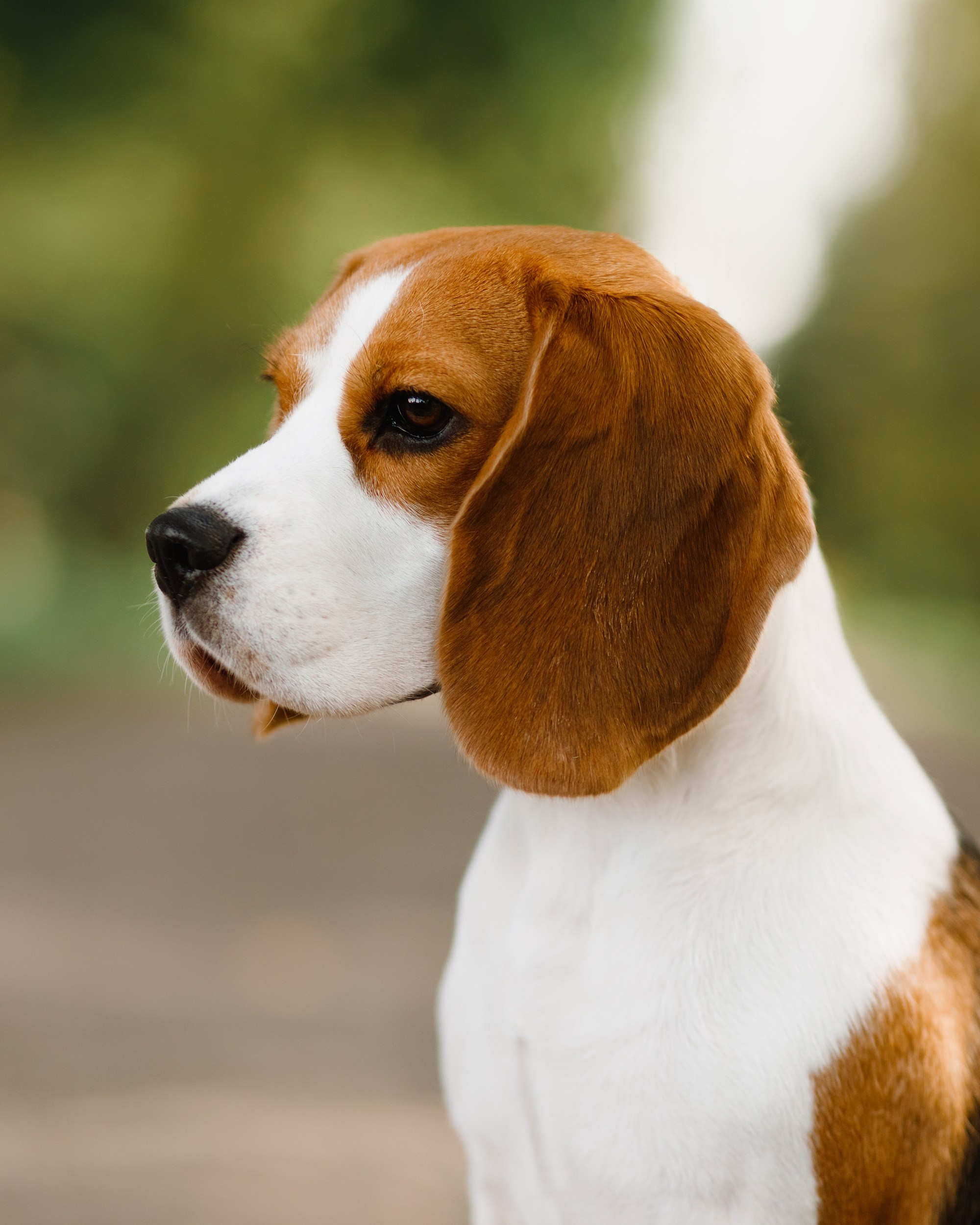 Summer photo day for dog handler. Kaja | fotograf we Wrocławiu | ludzie i psy