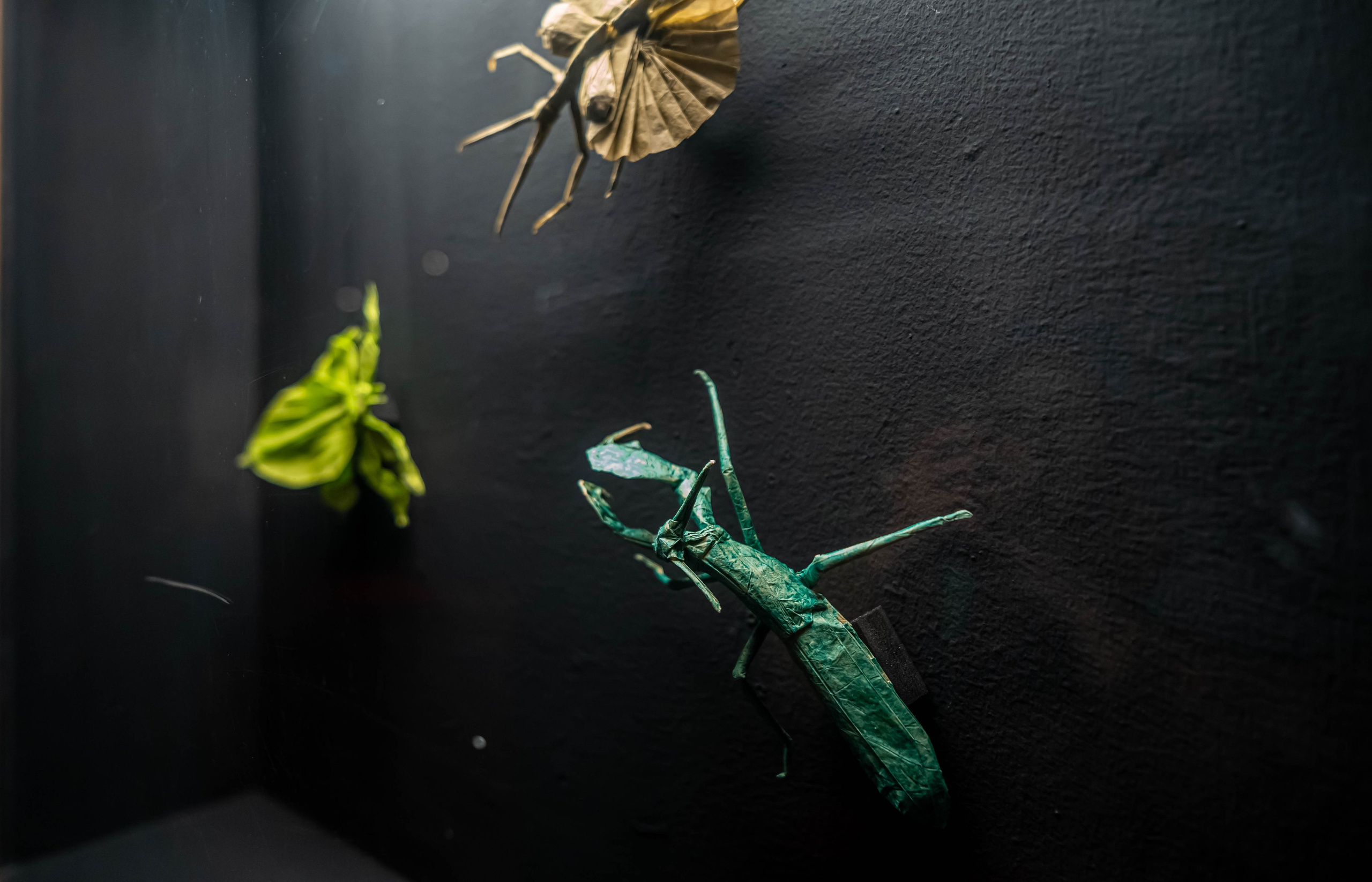 Museo de origami, Zaragoza. Alba del Norte Studio