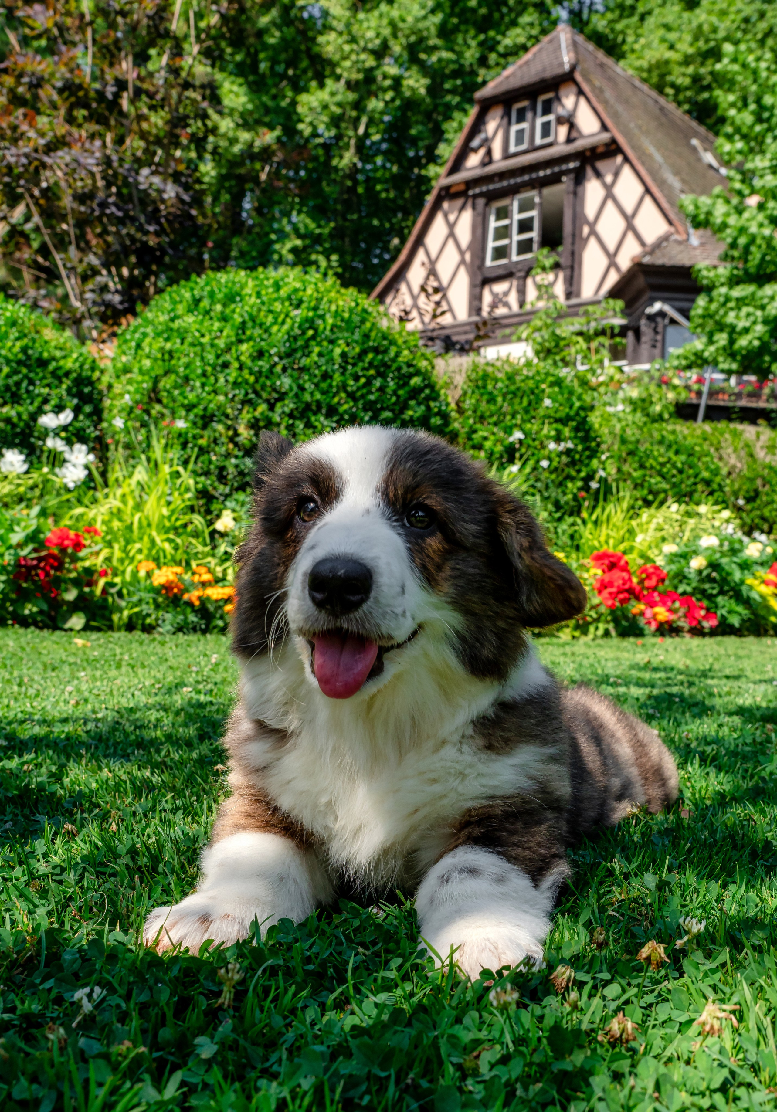 Puppies 03/06/2025. Photographe à Strasbourg | Portraits, Studio, Enfants, Événements