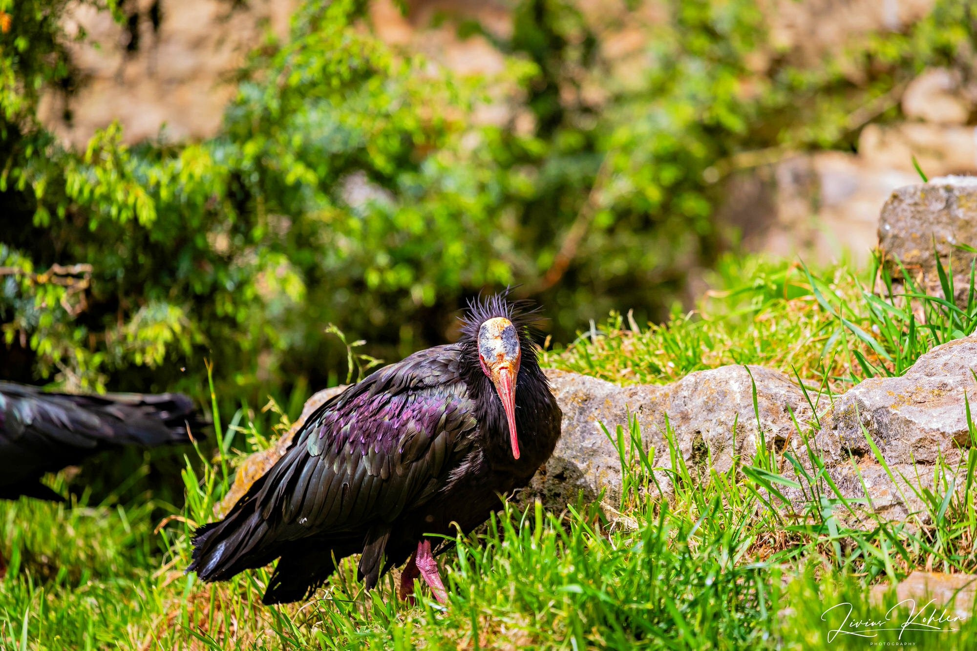 Wildpark Bad Mergentheim. FOTO KREATIV