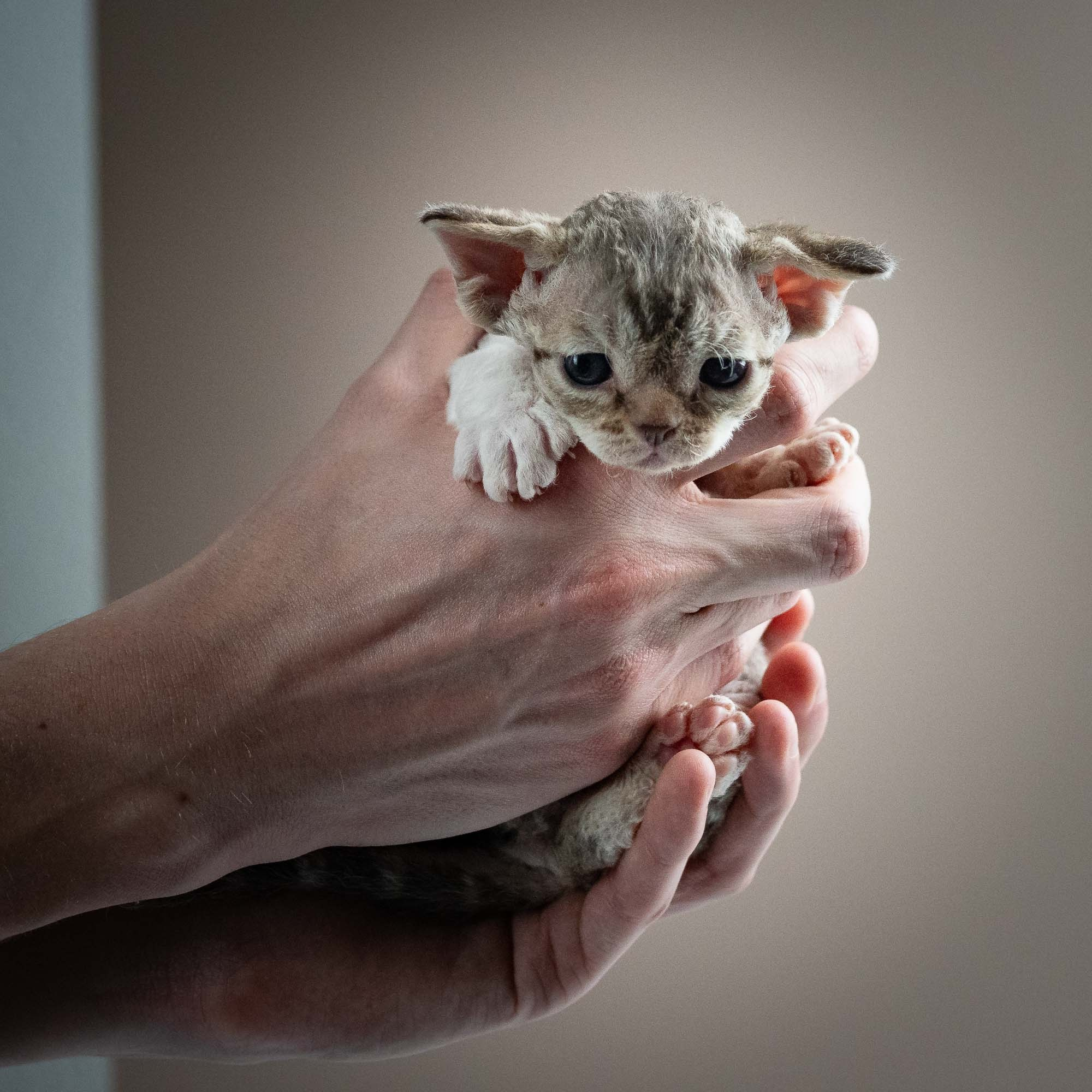 Simon, boy, born 05.15.26. Devon Rex Pixie Cattery