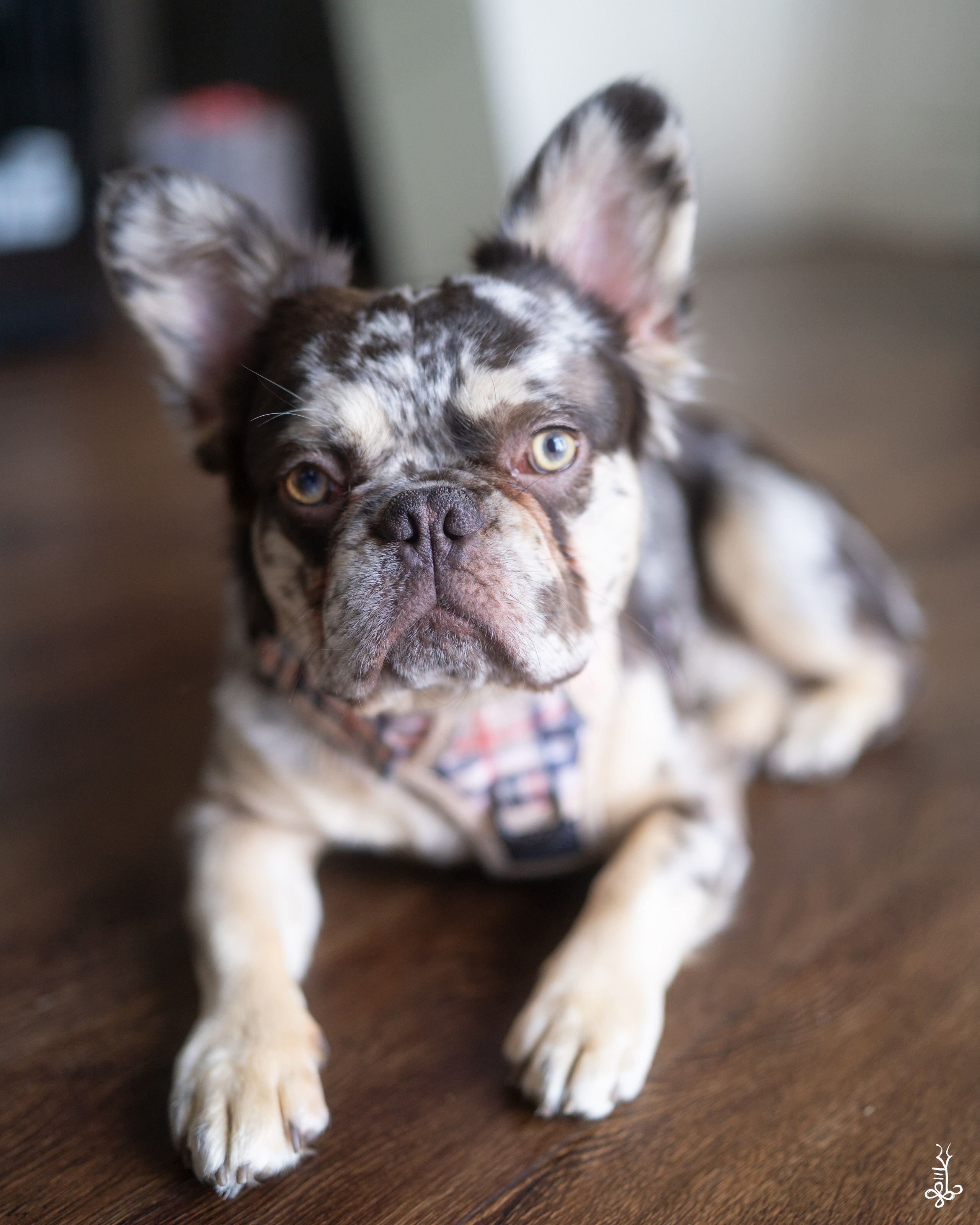 SEVAEH DOG. Ke’Ondris