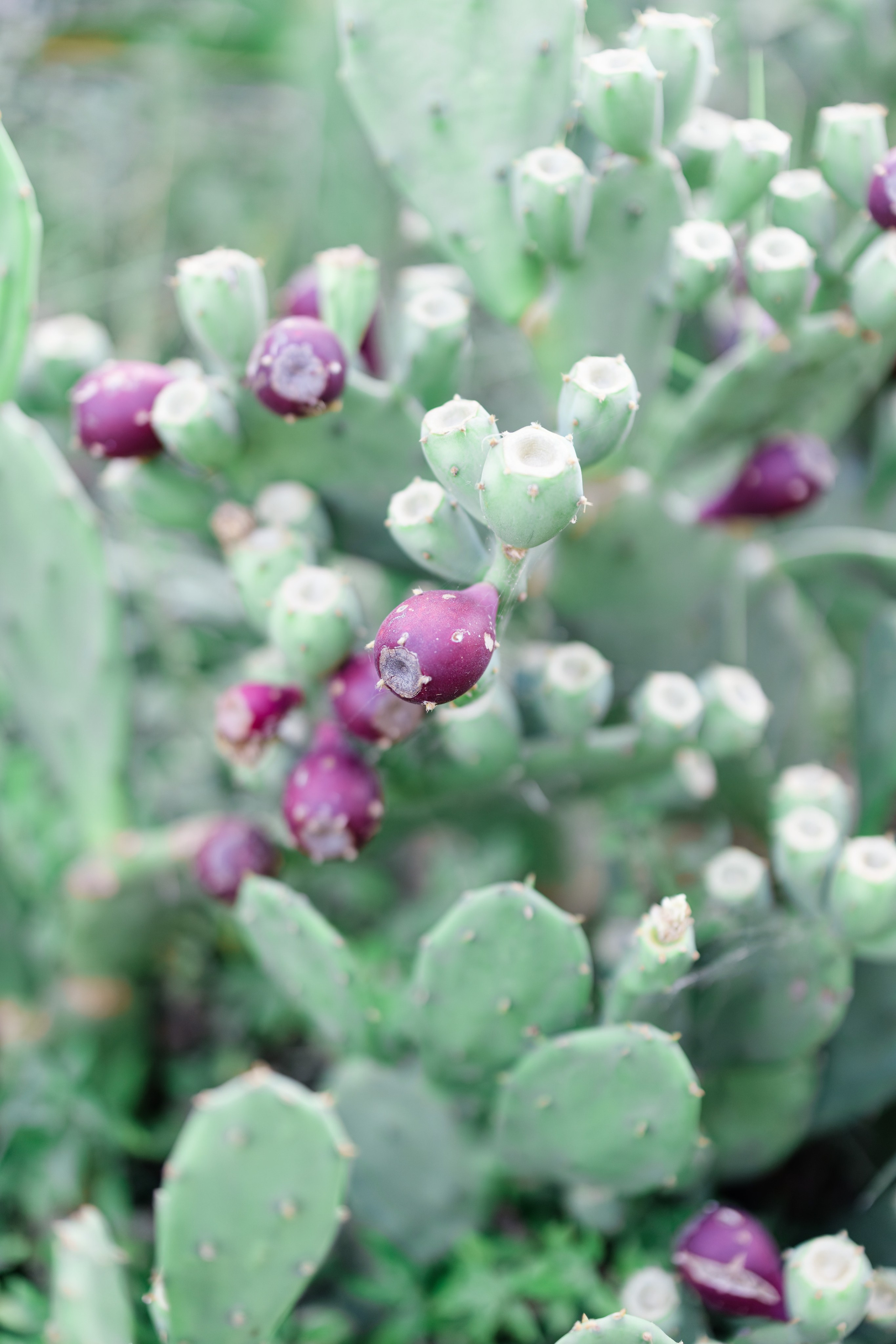 Haldi Ceremony & Mehndi Night & pre-wedding dinner, Barcelona