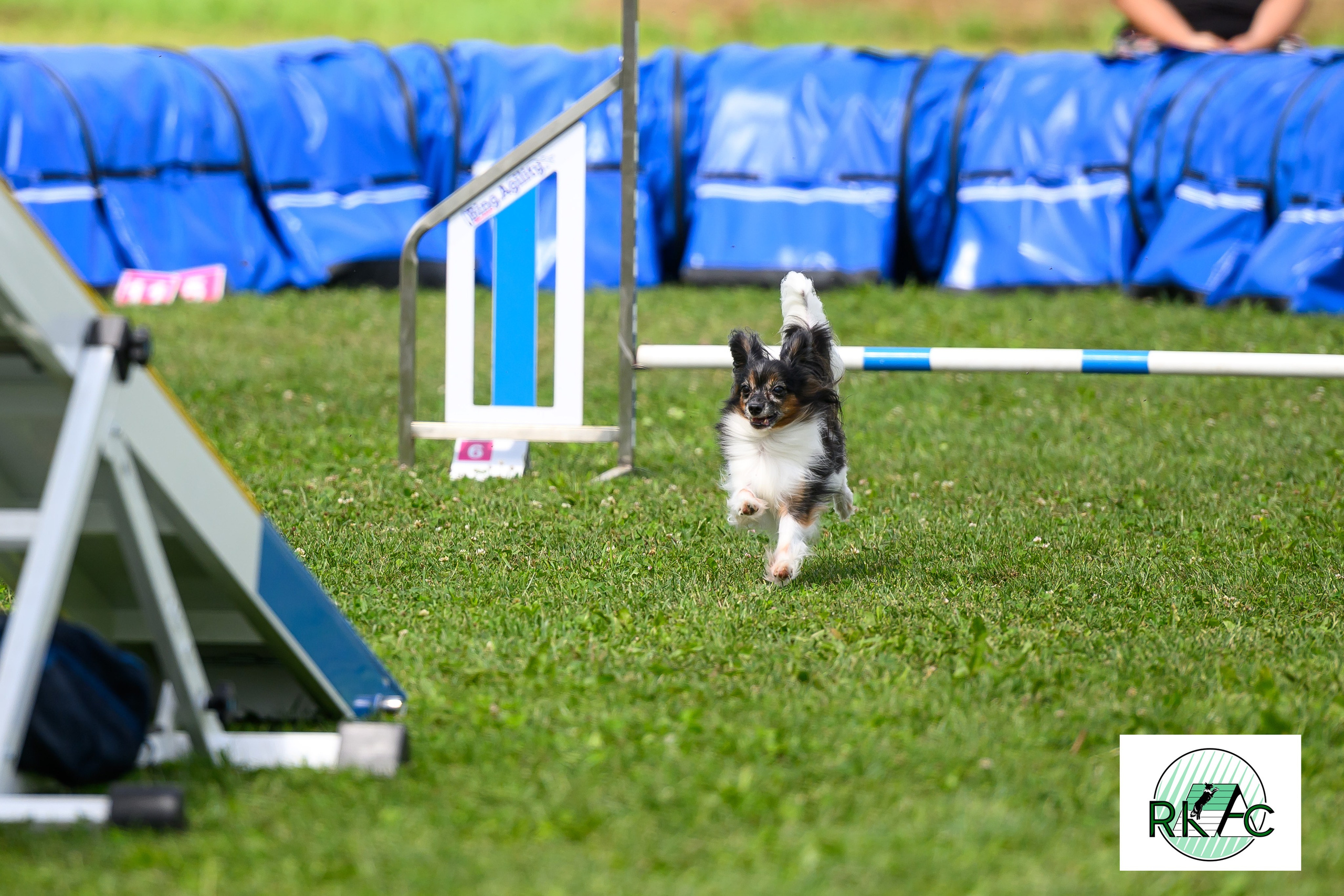 Suņu sacensības veiklībā. Ritvars Pujats Emotion Photographer